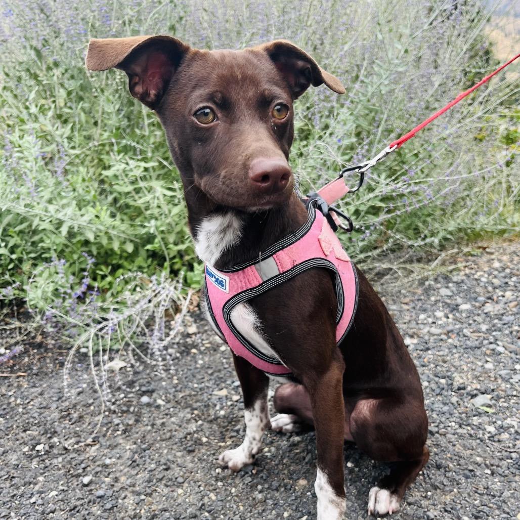 Enlarge Mila, a Adoptable mixed breed in Cashmere, WA image 4/5