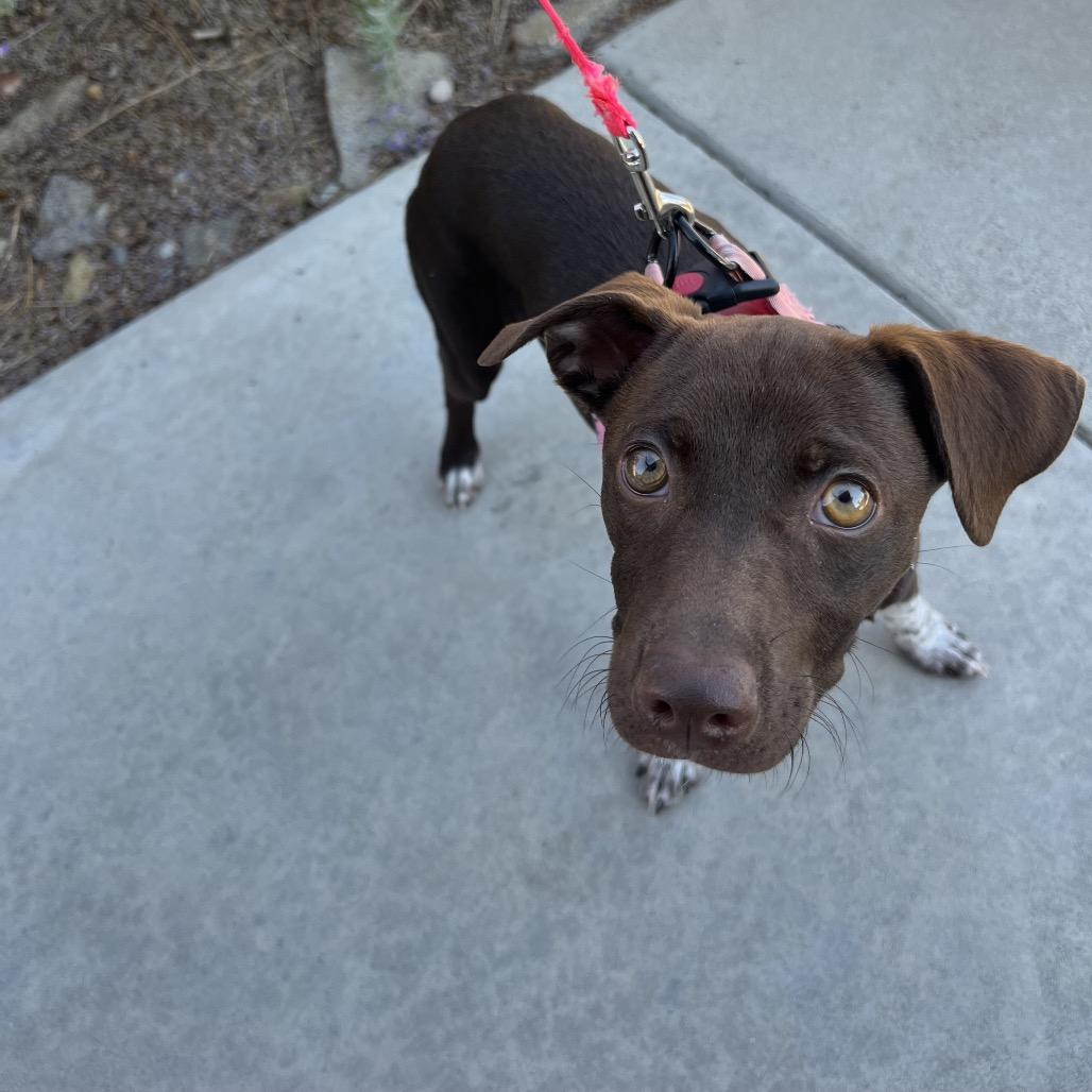 Enlarge Mila, a Adoptable mixed breed in Cashmere, WA image 5/5