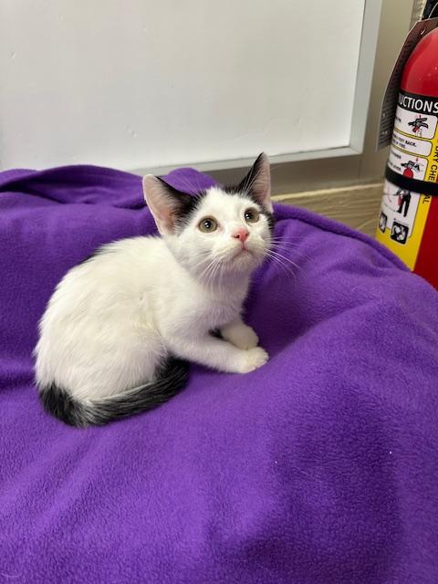 Swiss — thumbnail 6