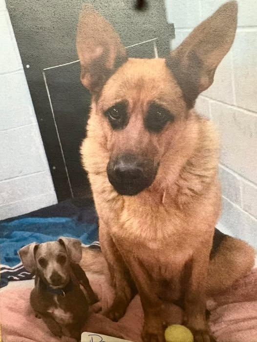 Olive and Popeye - BONDED PAIR