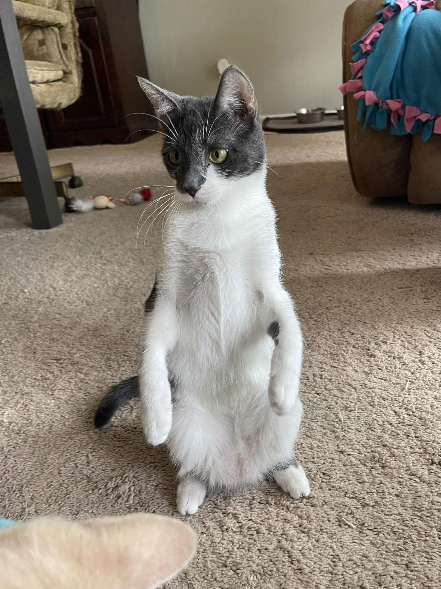 Octavia, a Adoptable Domestic Short Hair in Texarkana, TX image 1/3