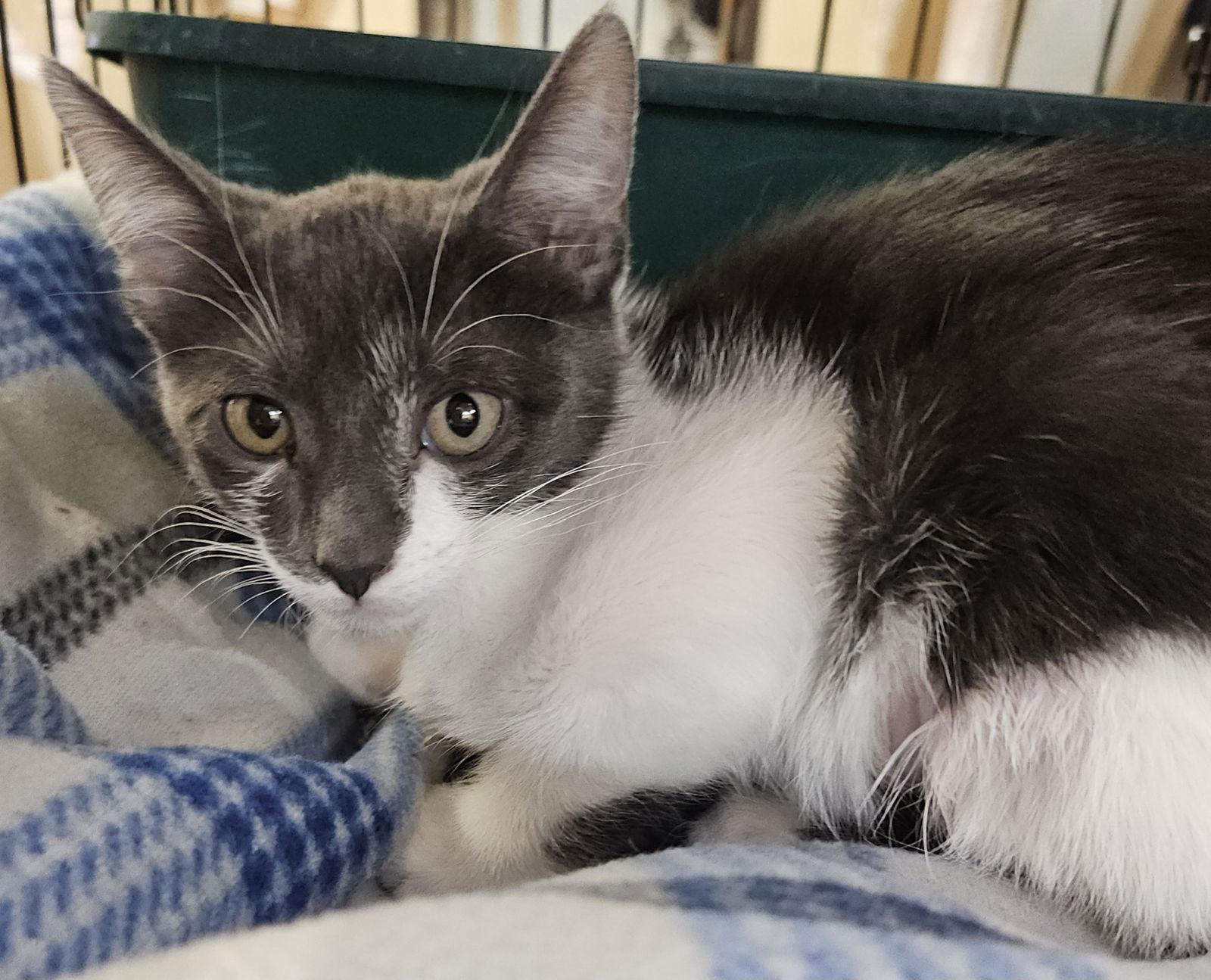 Octavia, a Adoptable Domestic Short Hair in Texarkana, TX image 3/3