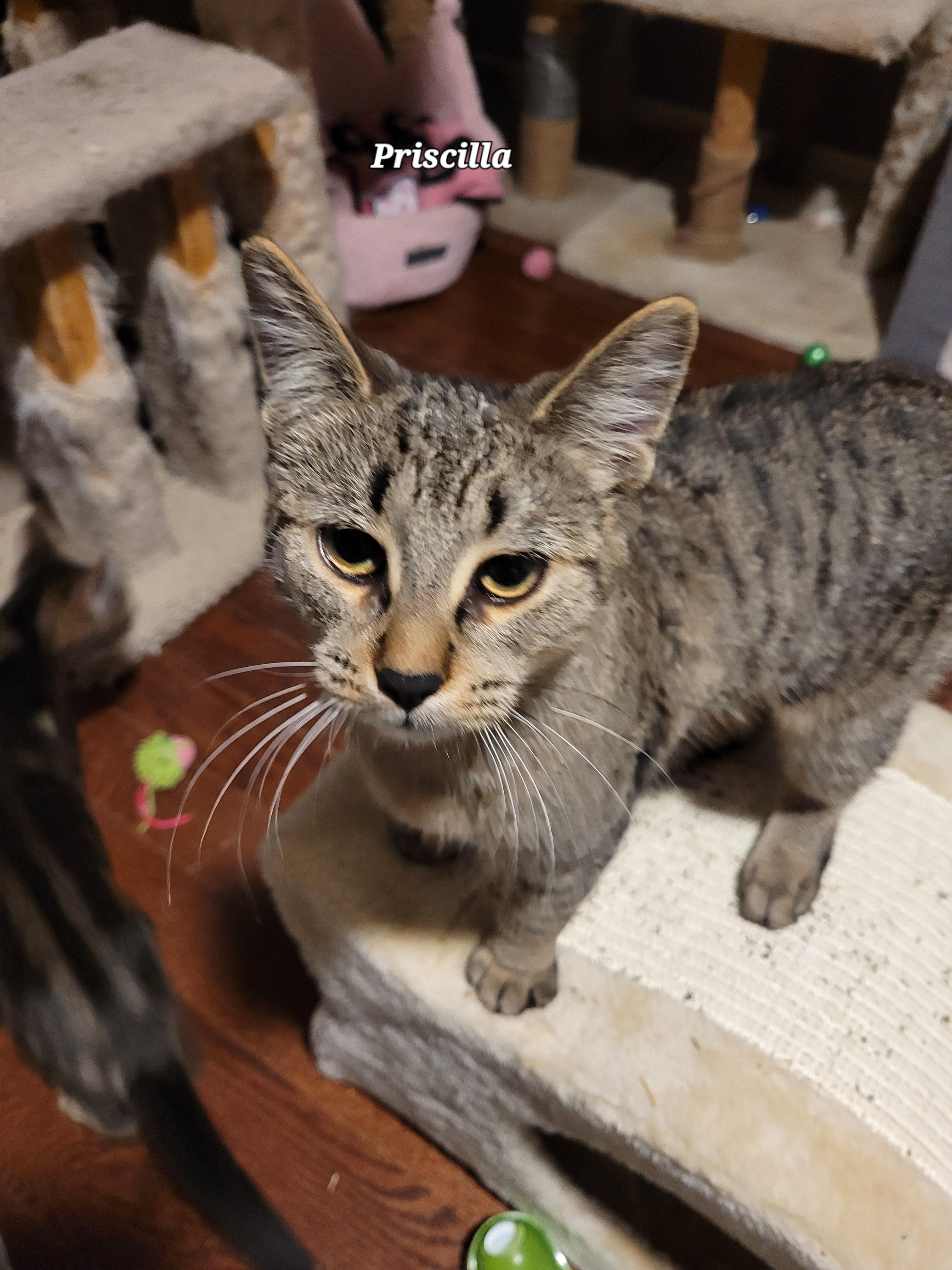 Priscilla (f) 7mths old brown tabby