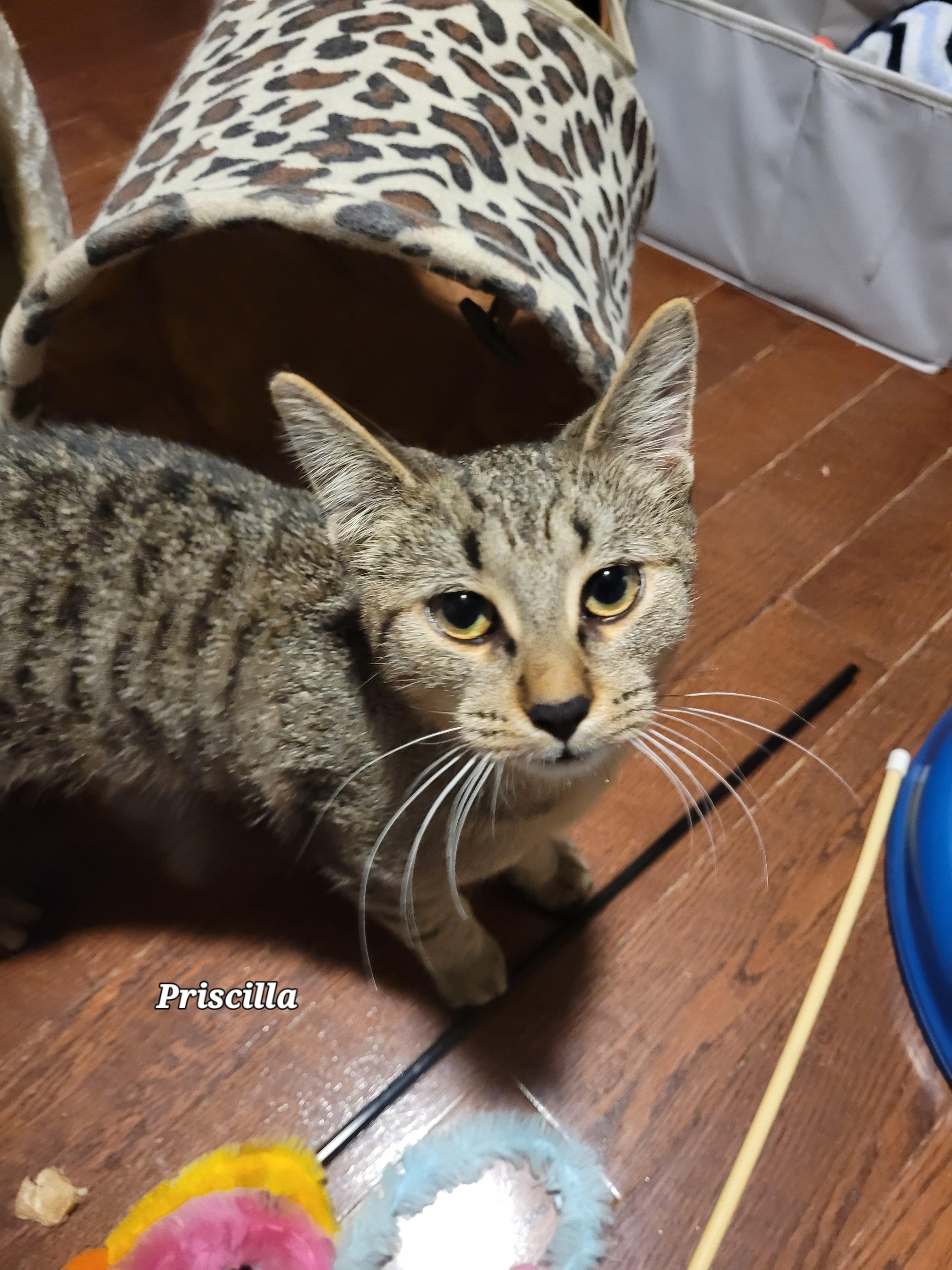 Priscilla (f) 7mths old brown tabby