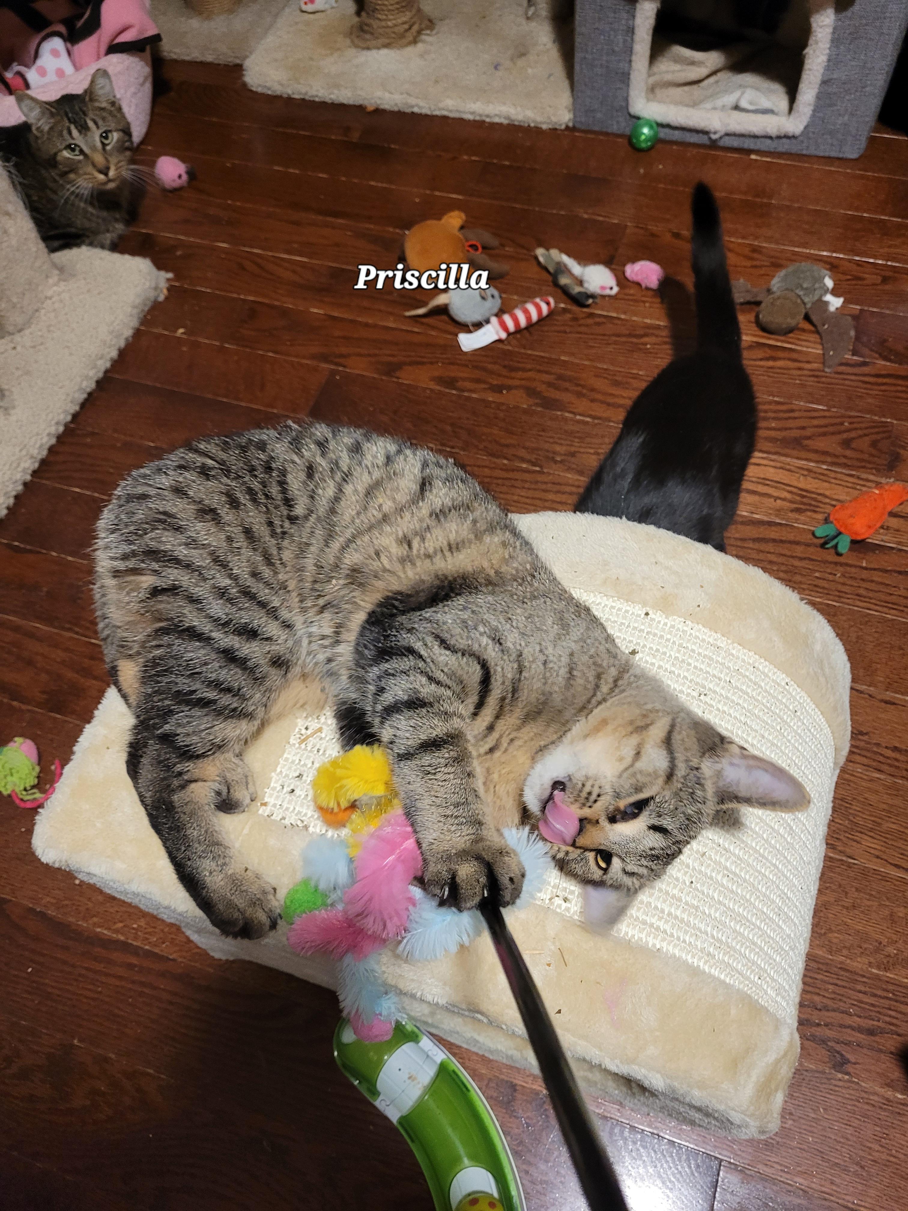 Priscilla (f) 7mths old brown tabby