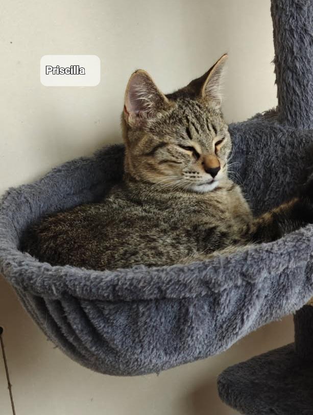 Priscilla (f) 7mths old brown tabby