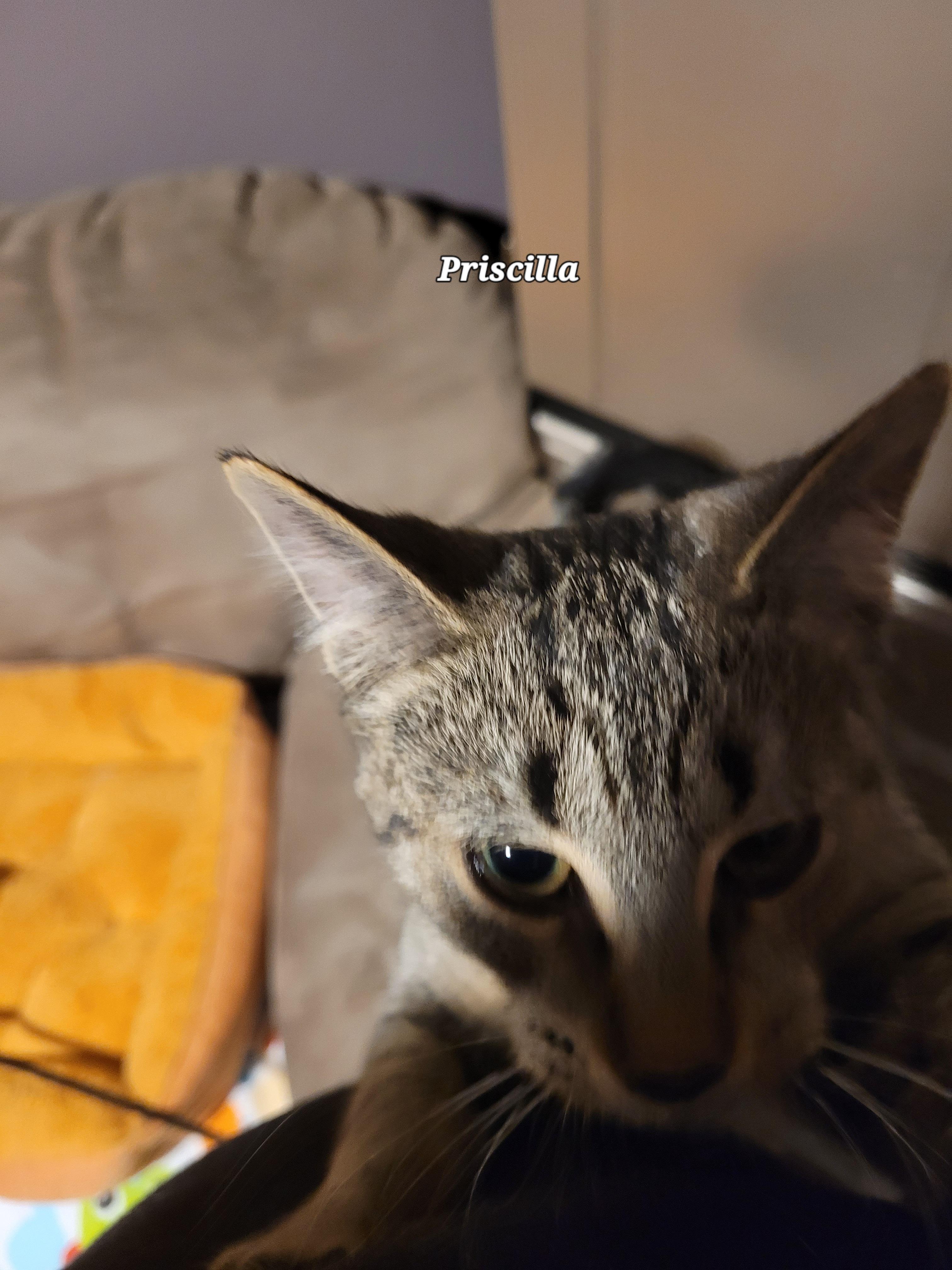 Priscilla (f) 7mths old brown tabby