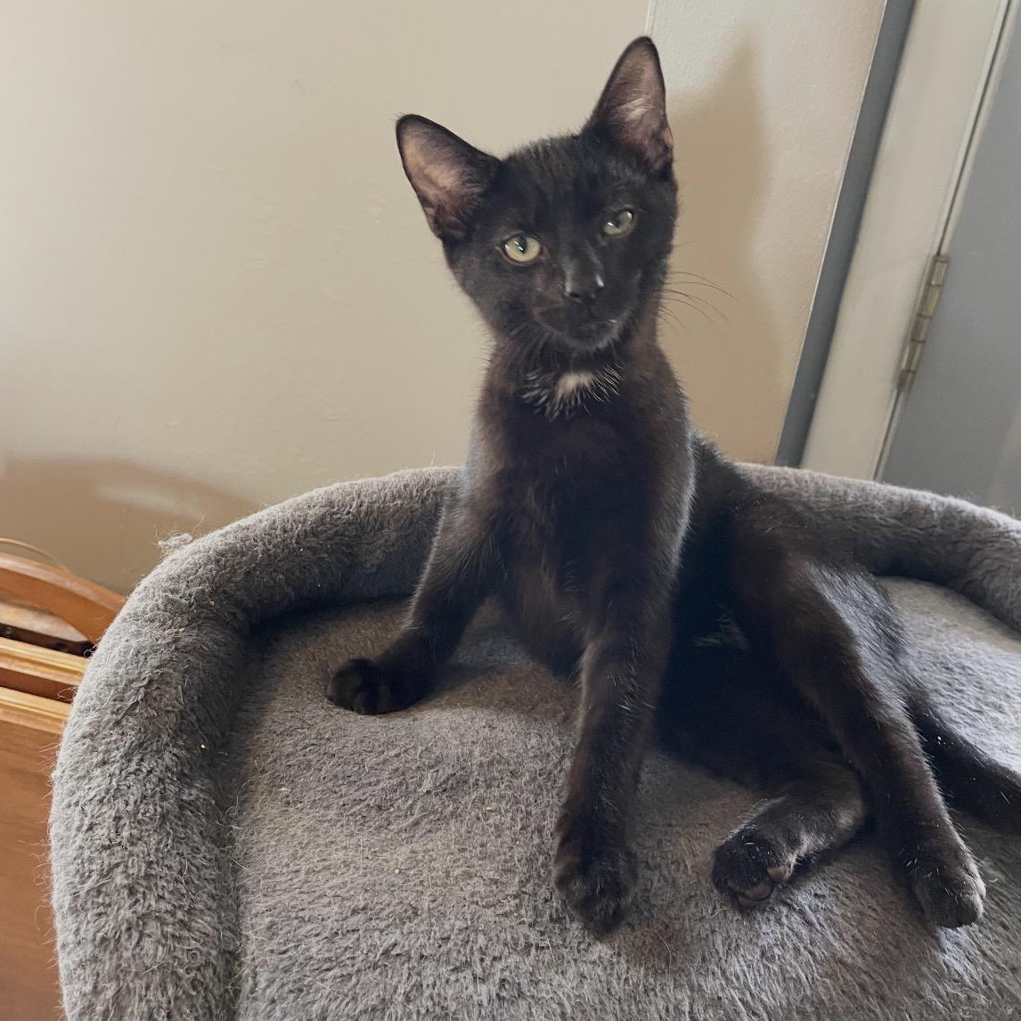 Ike, a Adoptable Domestic Short Hair in Maineville, OH image 1/2