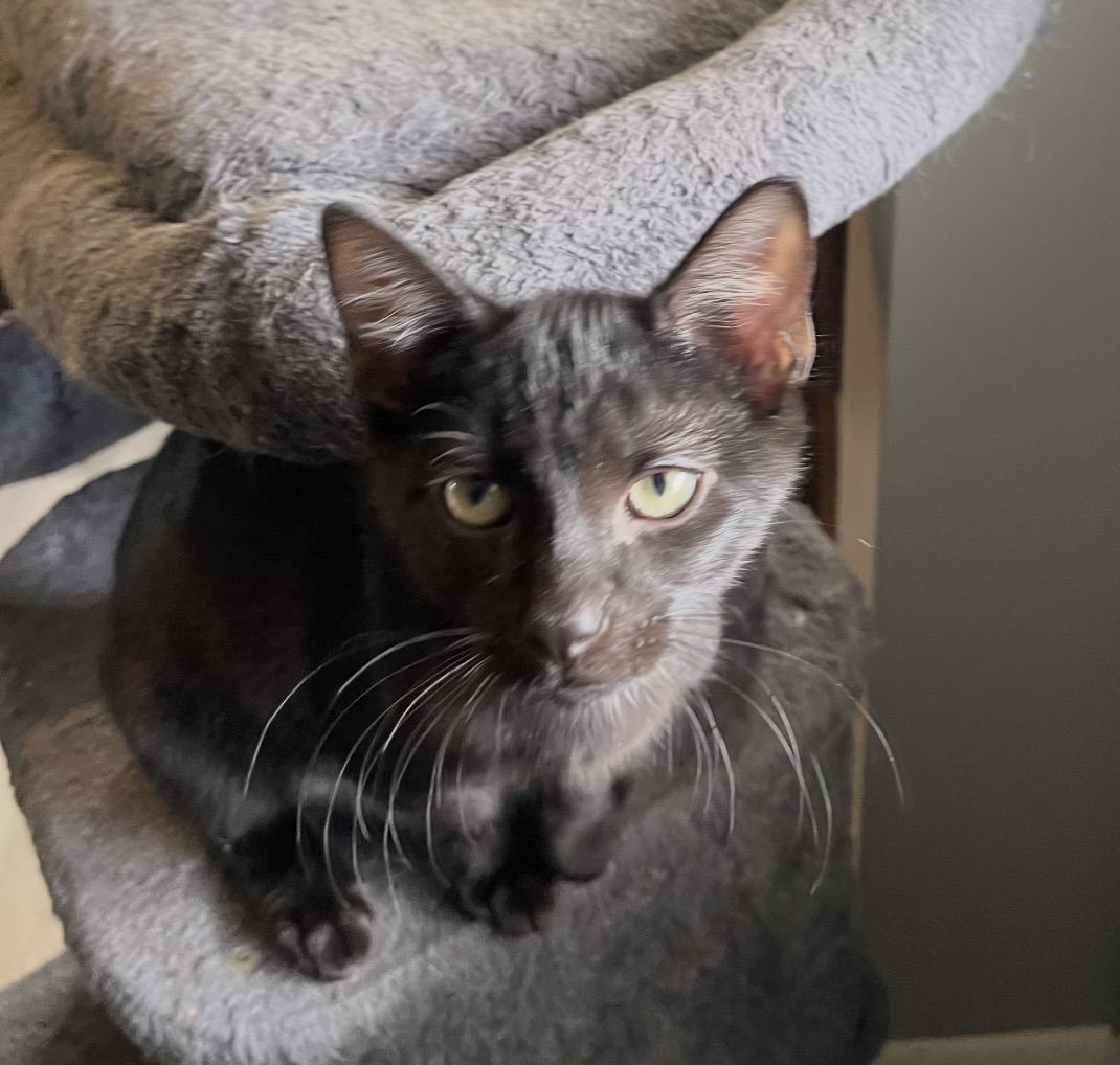 Ike, a Adoptable Domestic Short Hair in Maineville, OH image 2/2