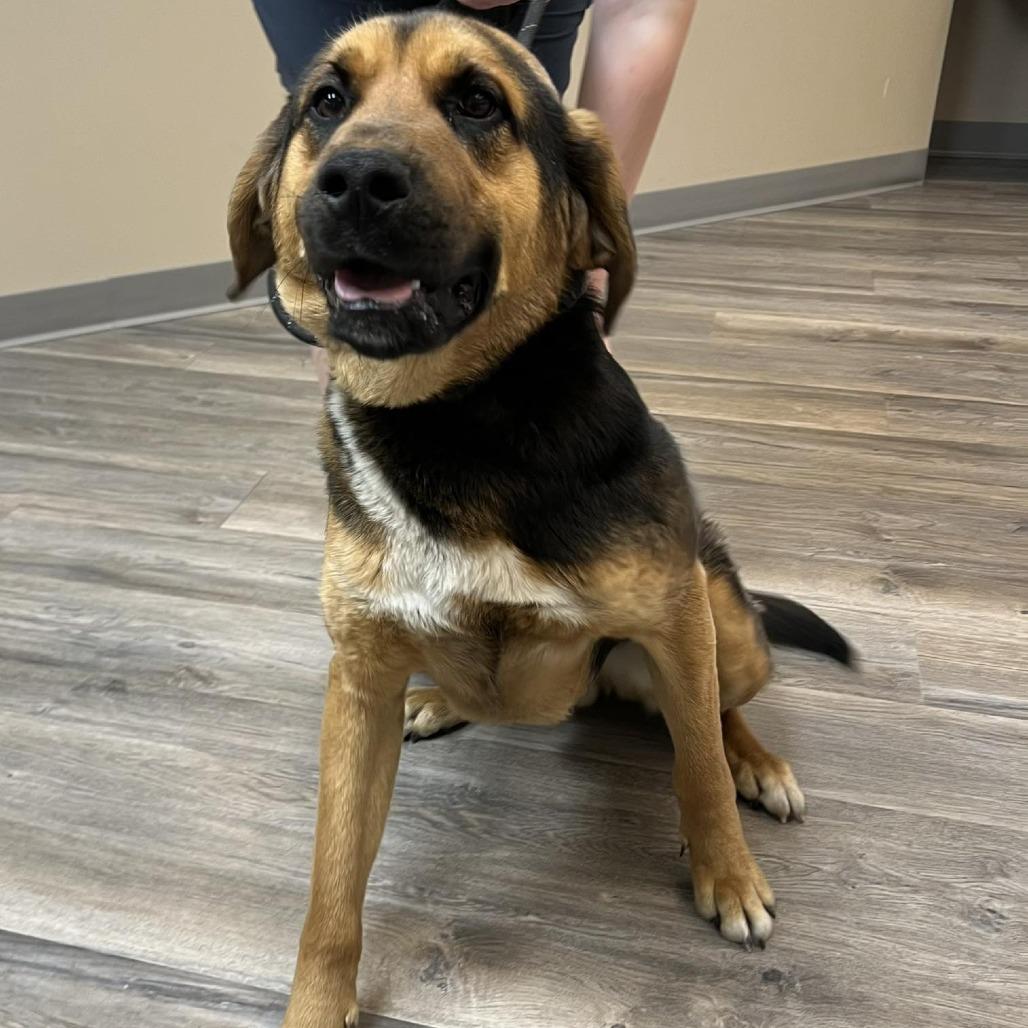 Enlarge Dudley 260352, a Adoptable Mixed Breed in Escanaba, MI image 1/3