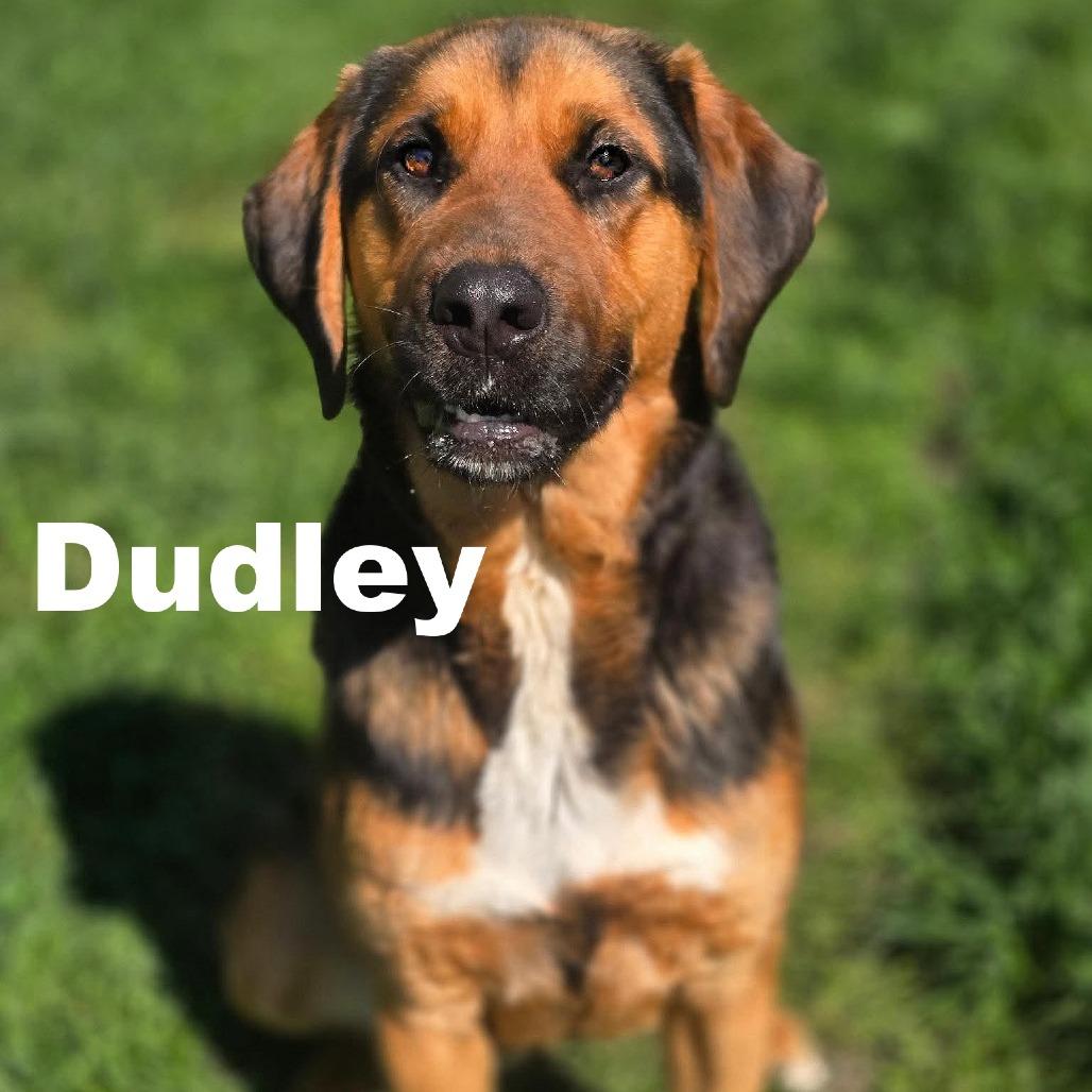 Enlarge Dudley 260352, a Adoptable Mixed Breed in Escanaba, MI image 2/3