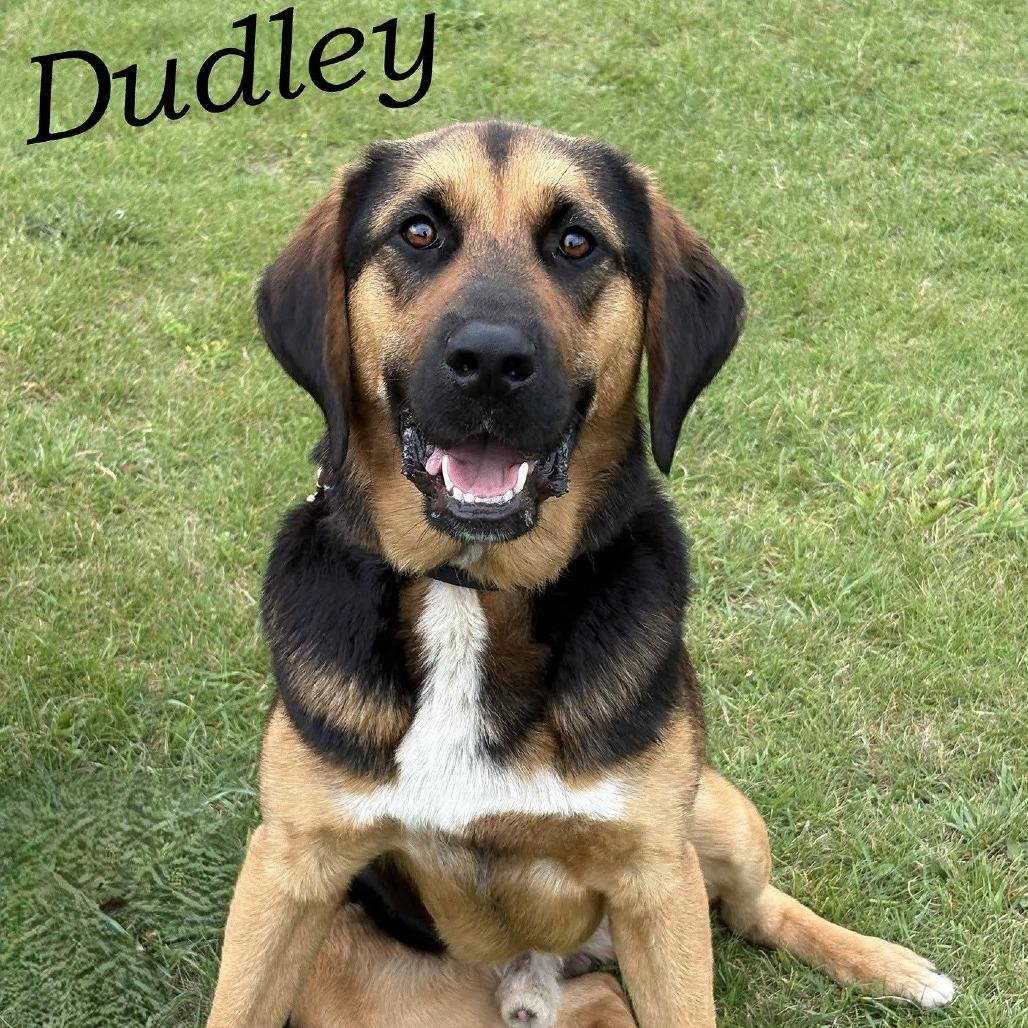 Enlarge Dudley 260352, a Adoptable Mixed Breed in Escanaba, MI image 3/3