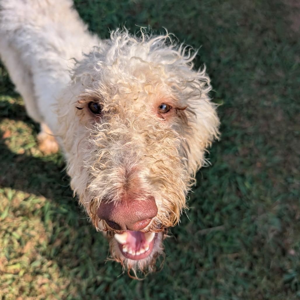 Enlarge Percy, a Adoptable mixed breed in Huntsville, AL image 1/6