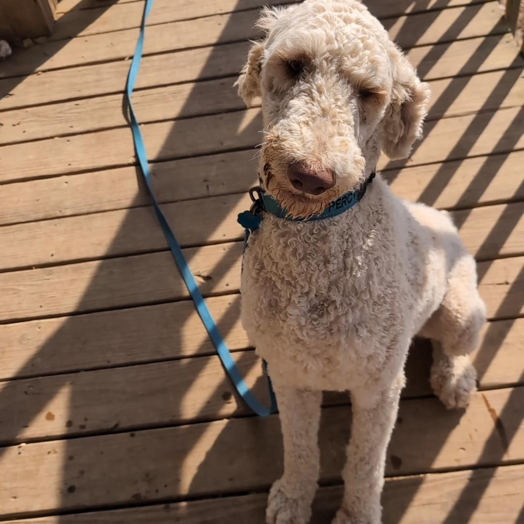 Enlarge Percy, a Adoptable mixed breed in Huntsville, AL image 3/6