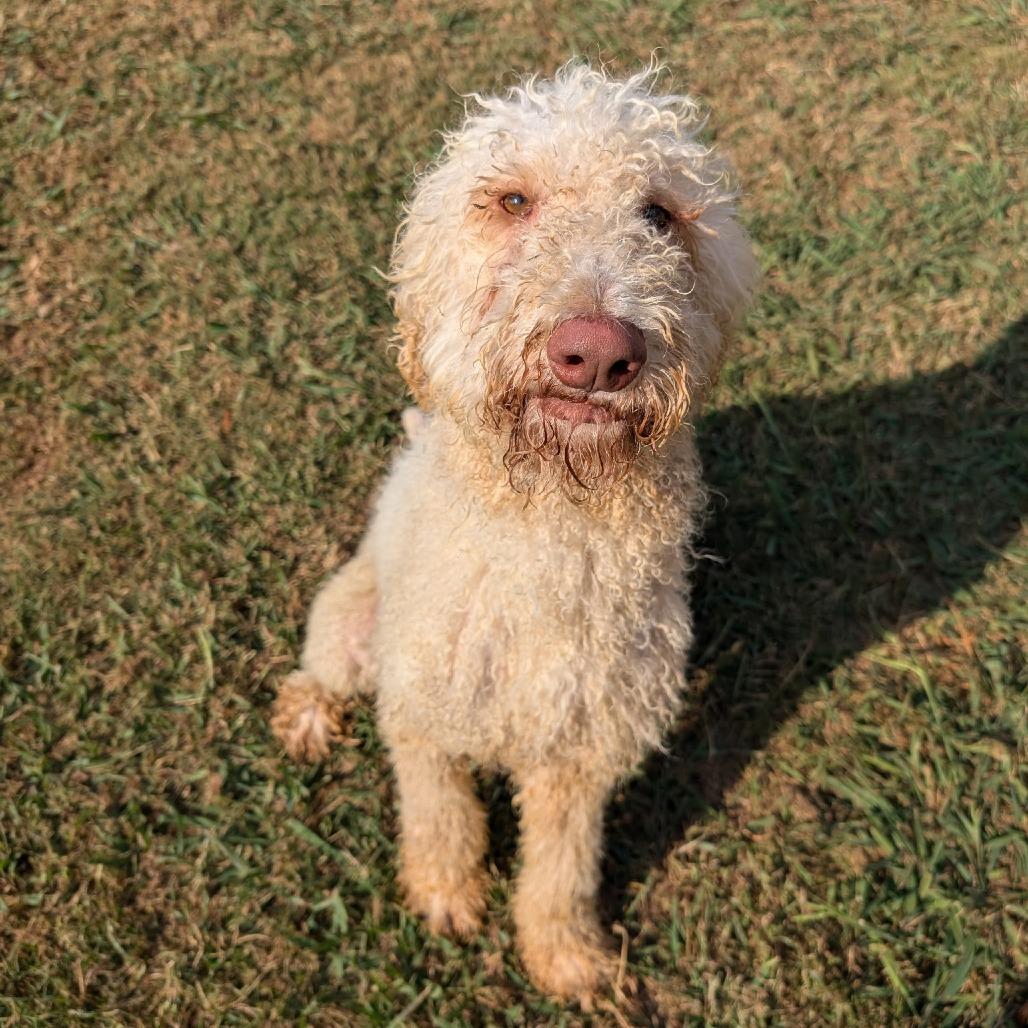 Enlarge Percy, a Adoptable mixed breed in Huntsville, AL image 4/6