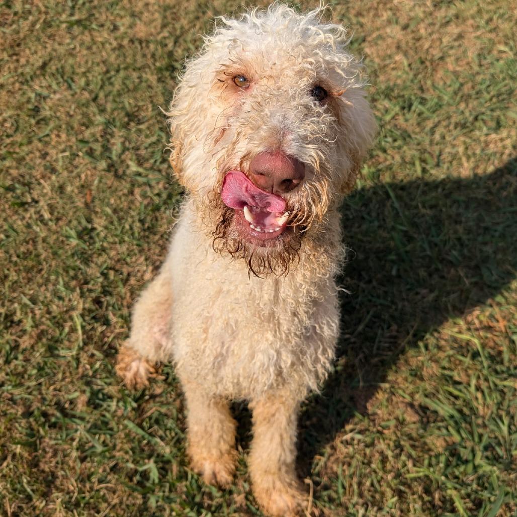Enlarge Percy, a Adoptable mixed breed in Huntsville, AL image 5/6