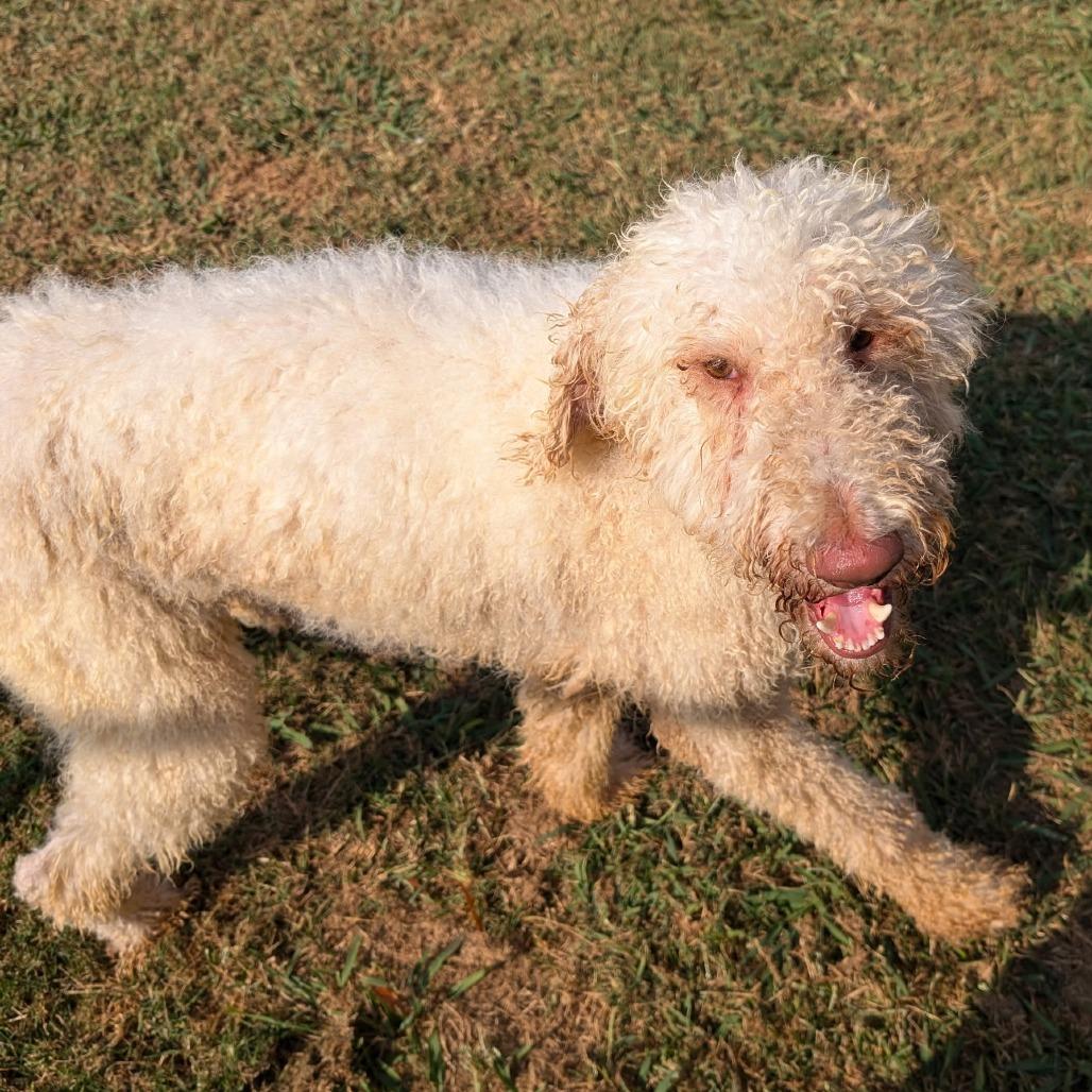 Enlarge Percy, a Adoptable mixed breed in Huntsville, AL image 6/6