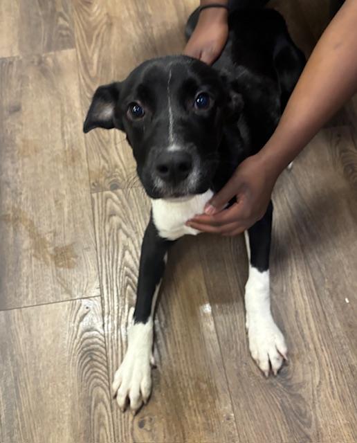 Dumplin, ADOPTABLE, Young Female Labrador Retriever.