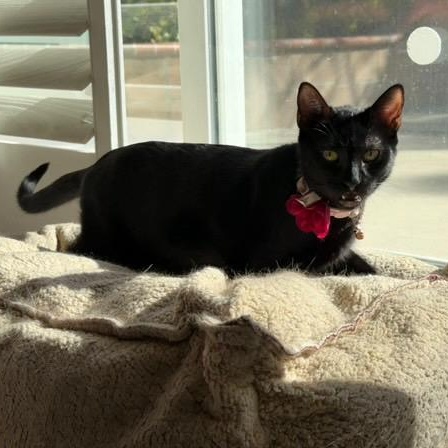 Moonie, a Adoptable Domestic Short Hair in Santa Ana, CA image 6/6