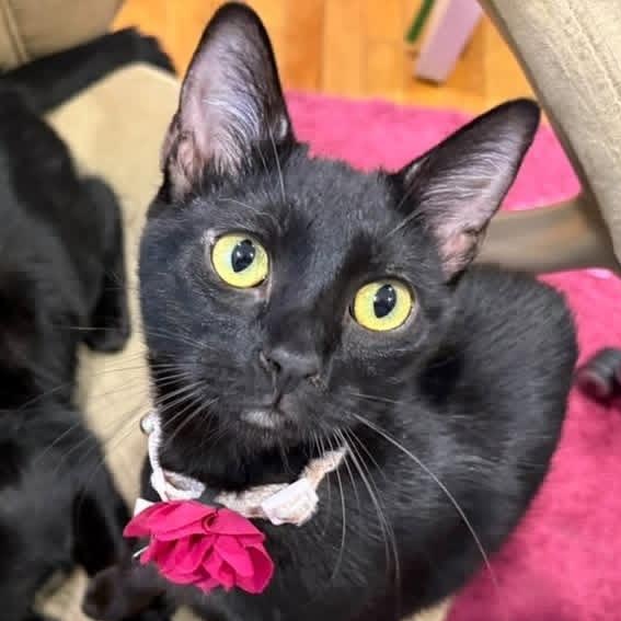 Moonie, a Adoptable Domestic Short Hair in Santa Ana, CA image 4/6