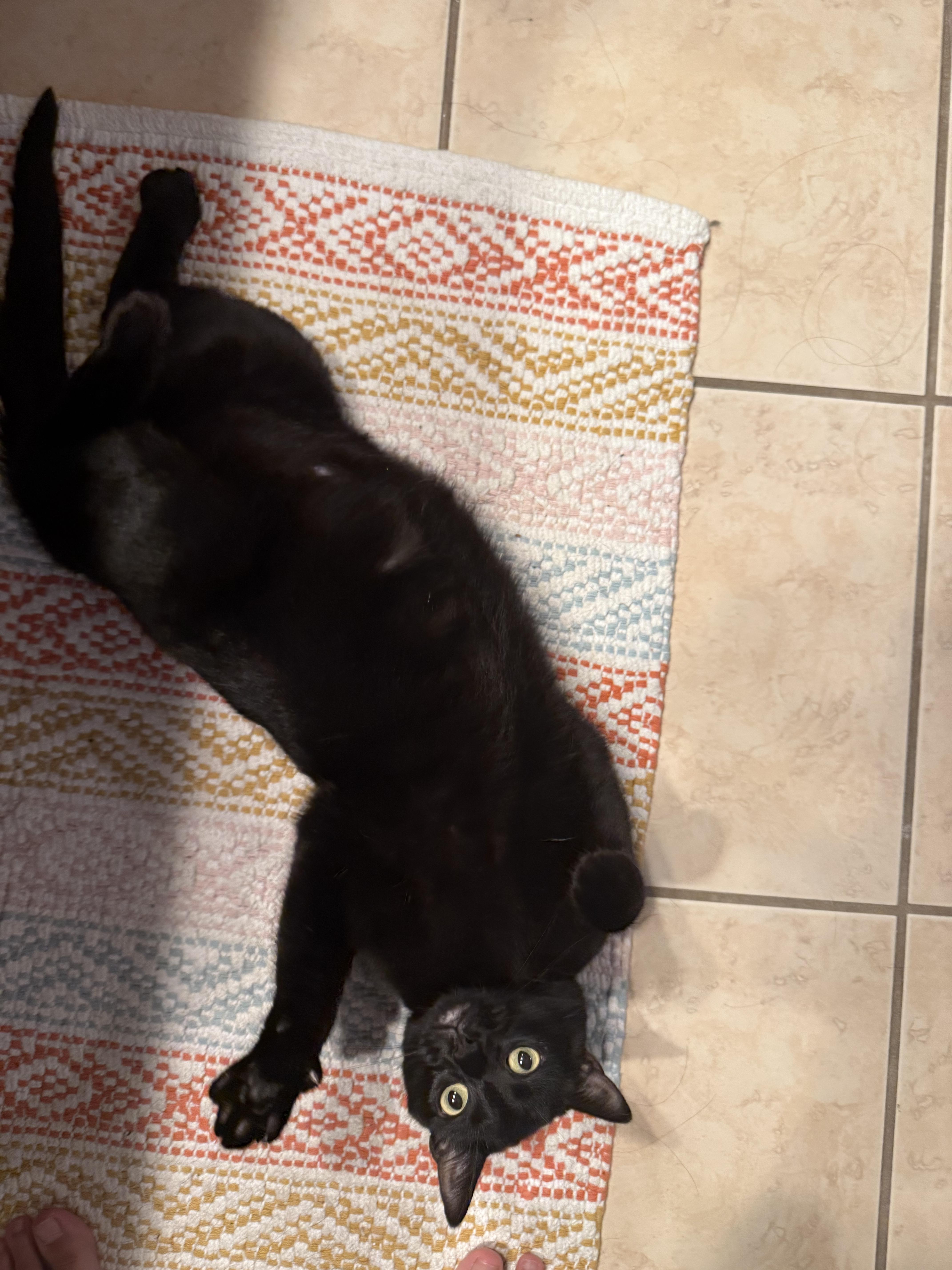 Moonie, a Adoptable Domestic Short Hair in Santa Ana, CA image 1/6