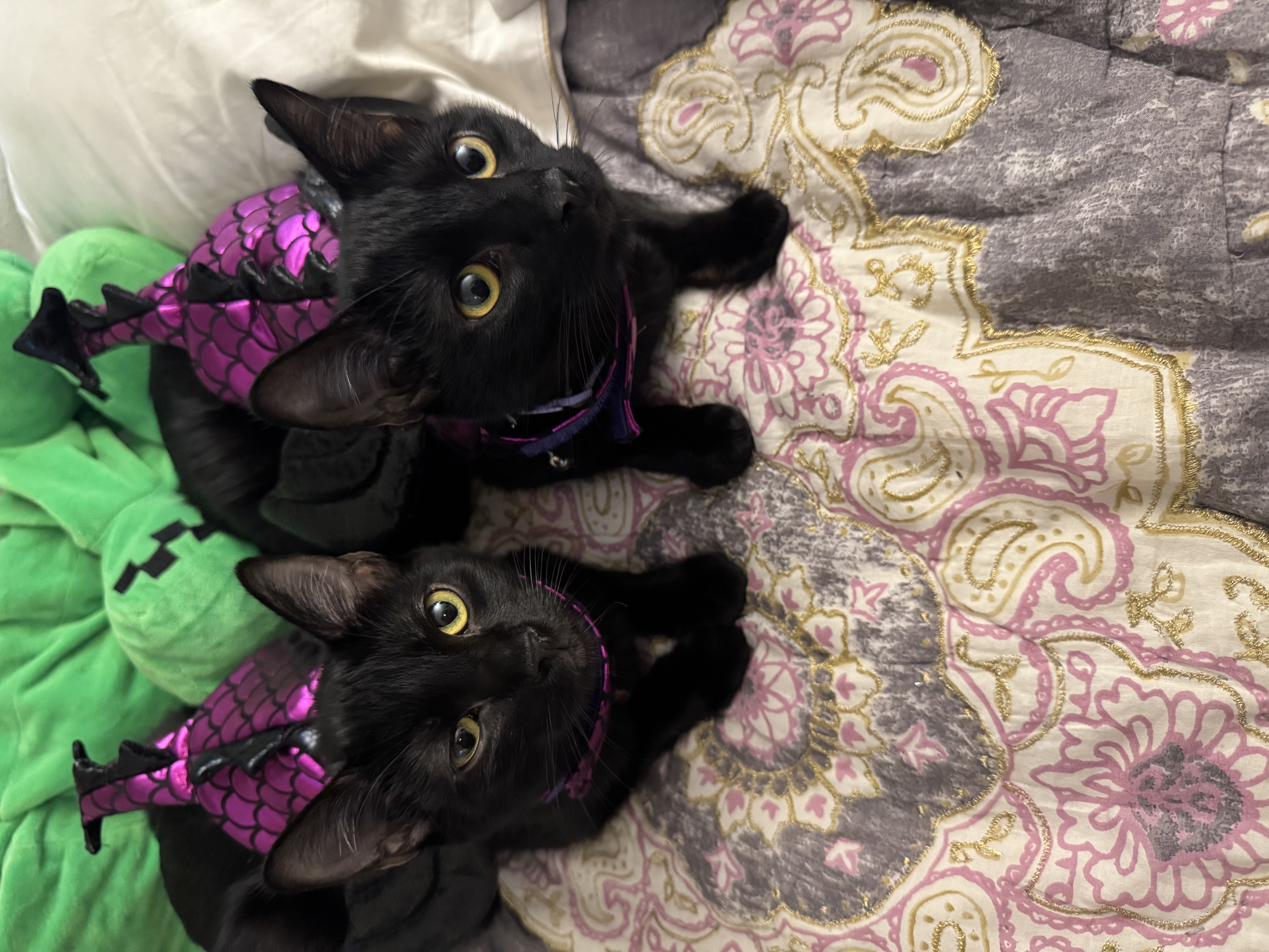 Moonie, a Adoptable Domestic Short Hair in Santa Ana, CA image 5/6