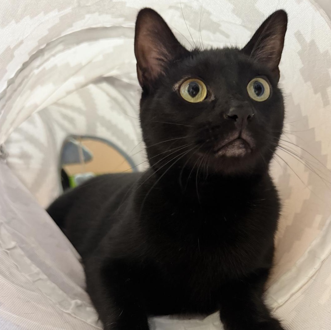 Moonie, a Adoptable Domestic Short Hair in Santa Ana, CA image 2/6