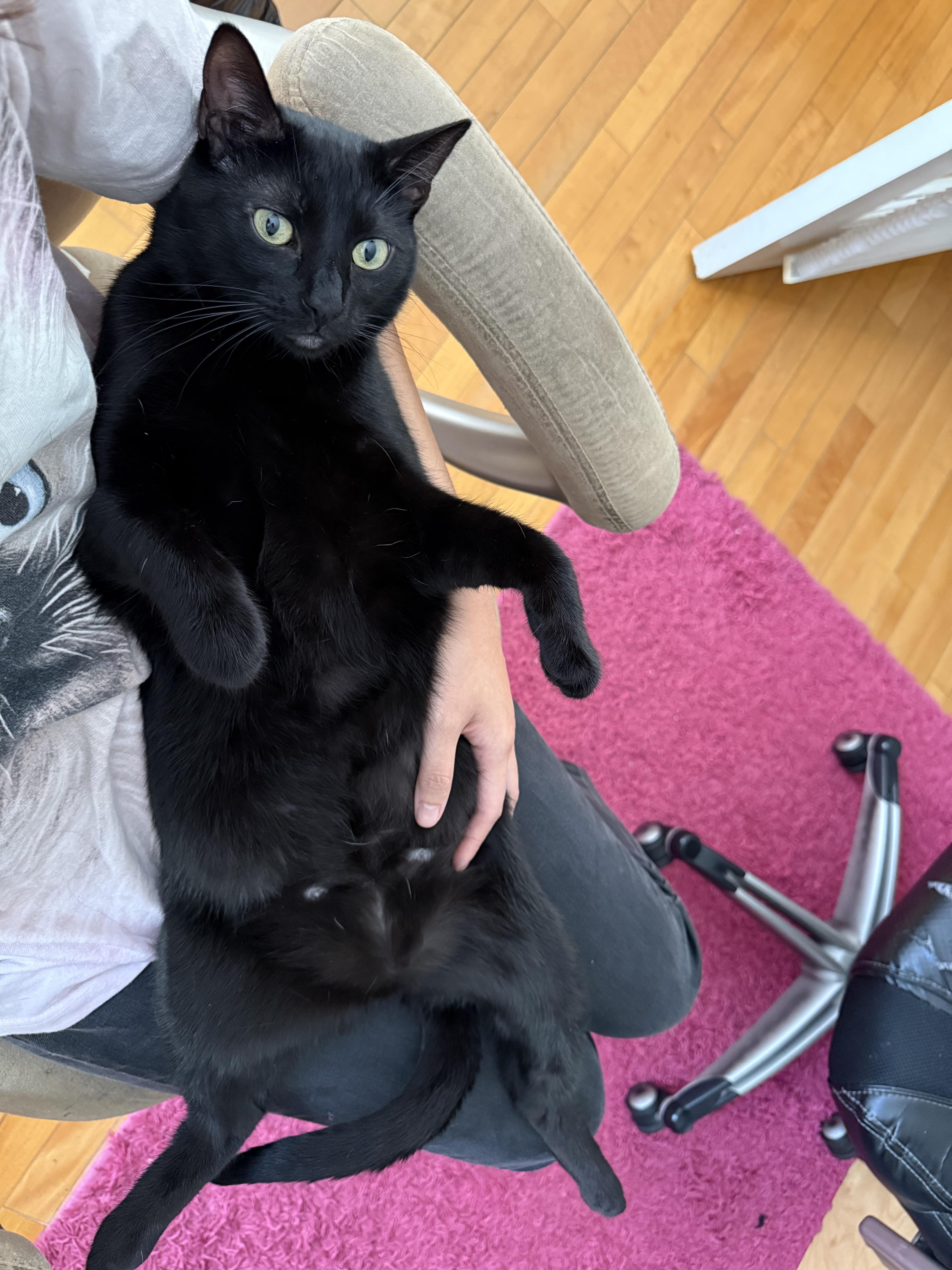 Moonie, a Adoptable Domestic Short Hair in Santa Ana, CA image 3/6