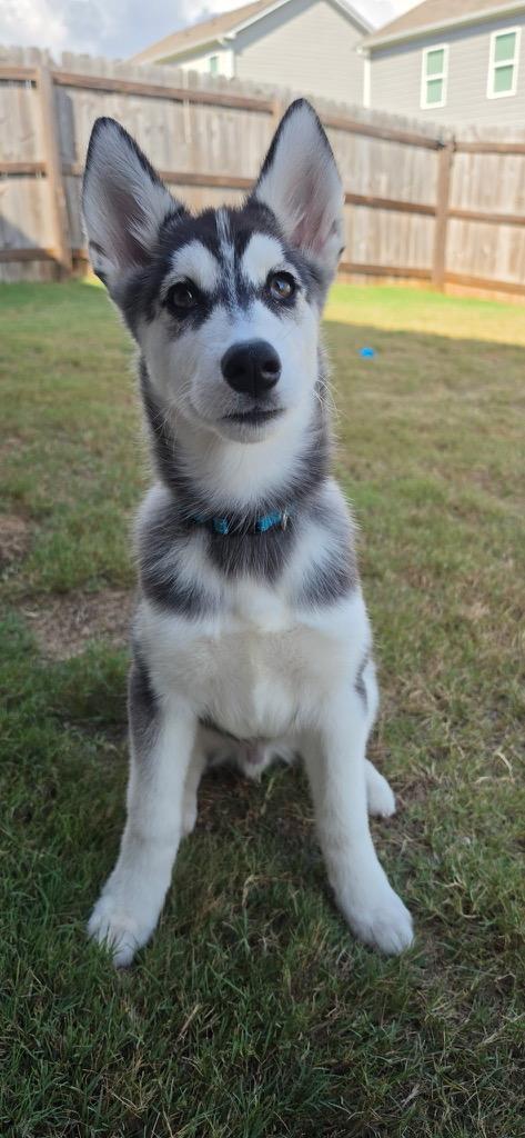Rocky, ADOPTABLE, Puppy Male Siberian Husky.
