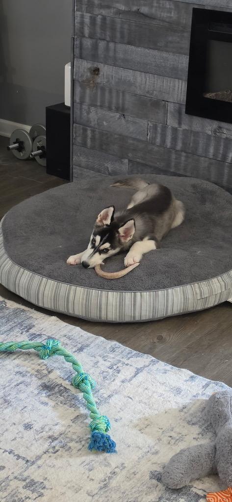 Enlarge Rocky, a ADOPTABLE Siberian Husky in Jasper, GA image 5/6