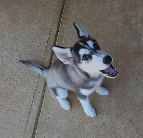 Enlarge Rocky, a ADOPTABLE Siberian Husky in Jasper, GA image 2/6