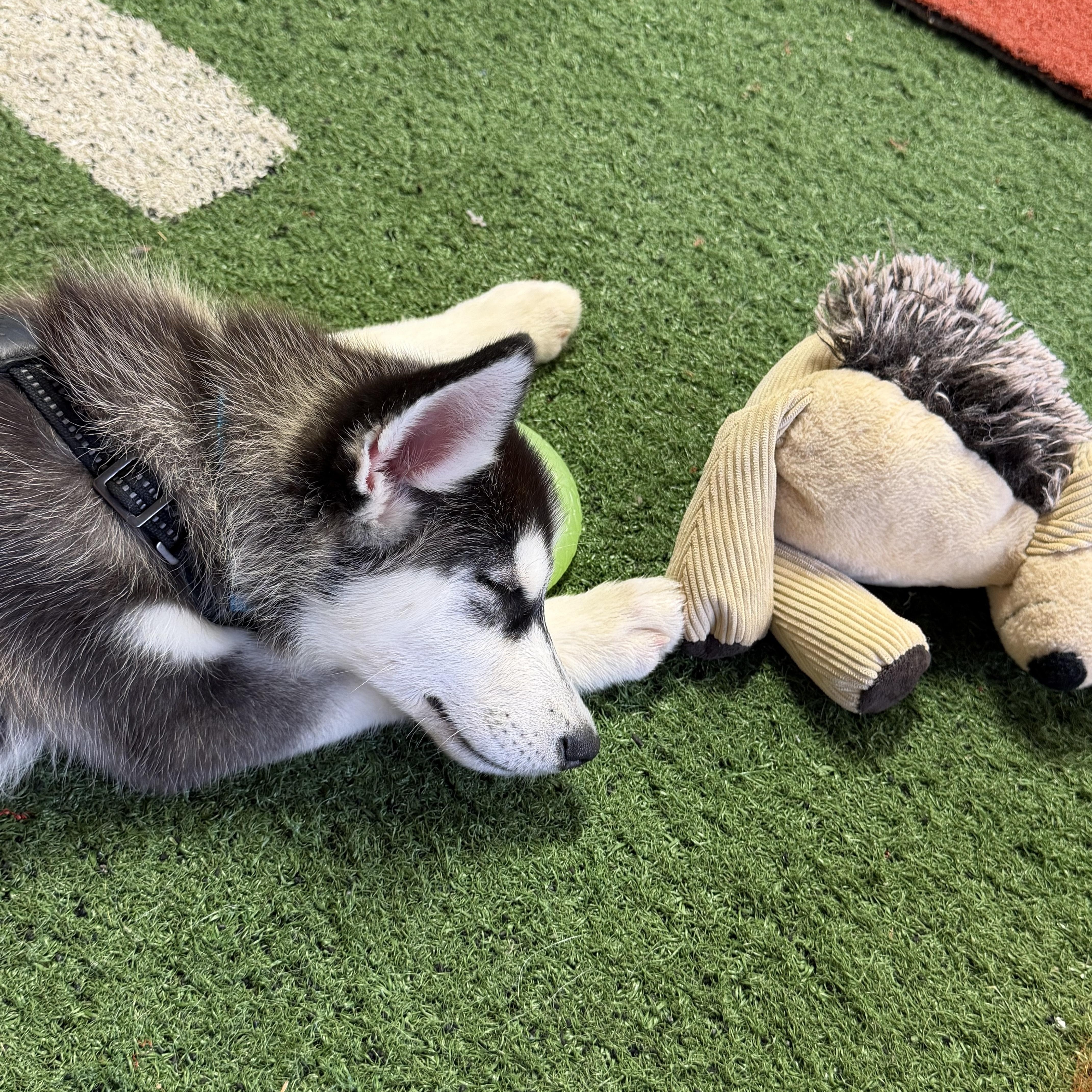 Enlarge Rocky, a ADOPTABLE Siberian Husky in Jasper, GA image 6/6