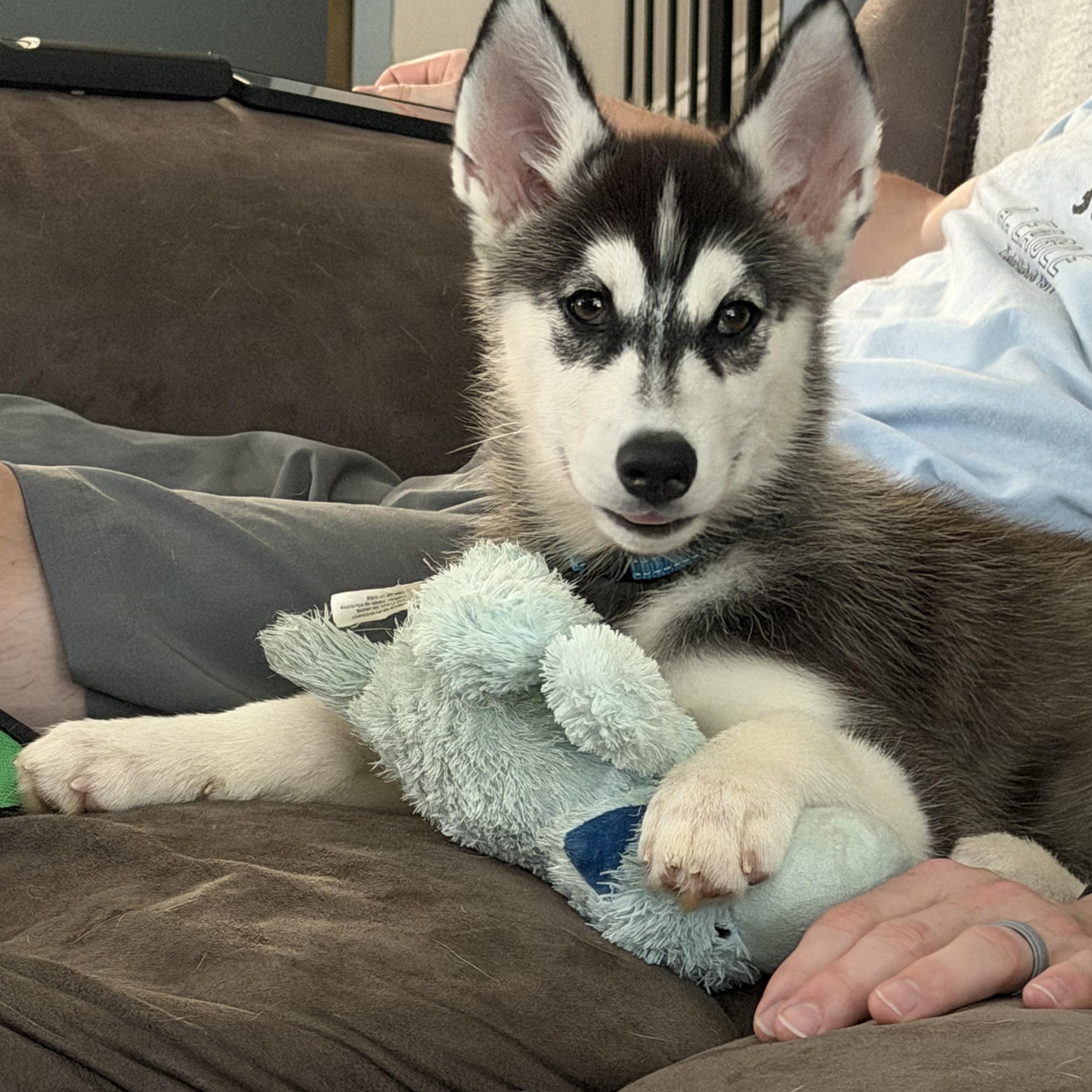 Enlarge Rocky, a ADOPTABLE Siberian Husky in Jasper, GA image 4/6