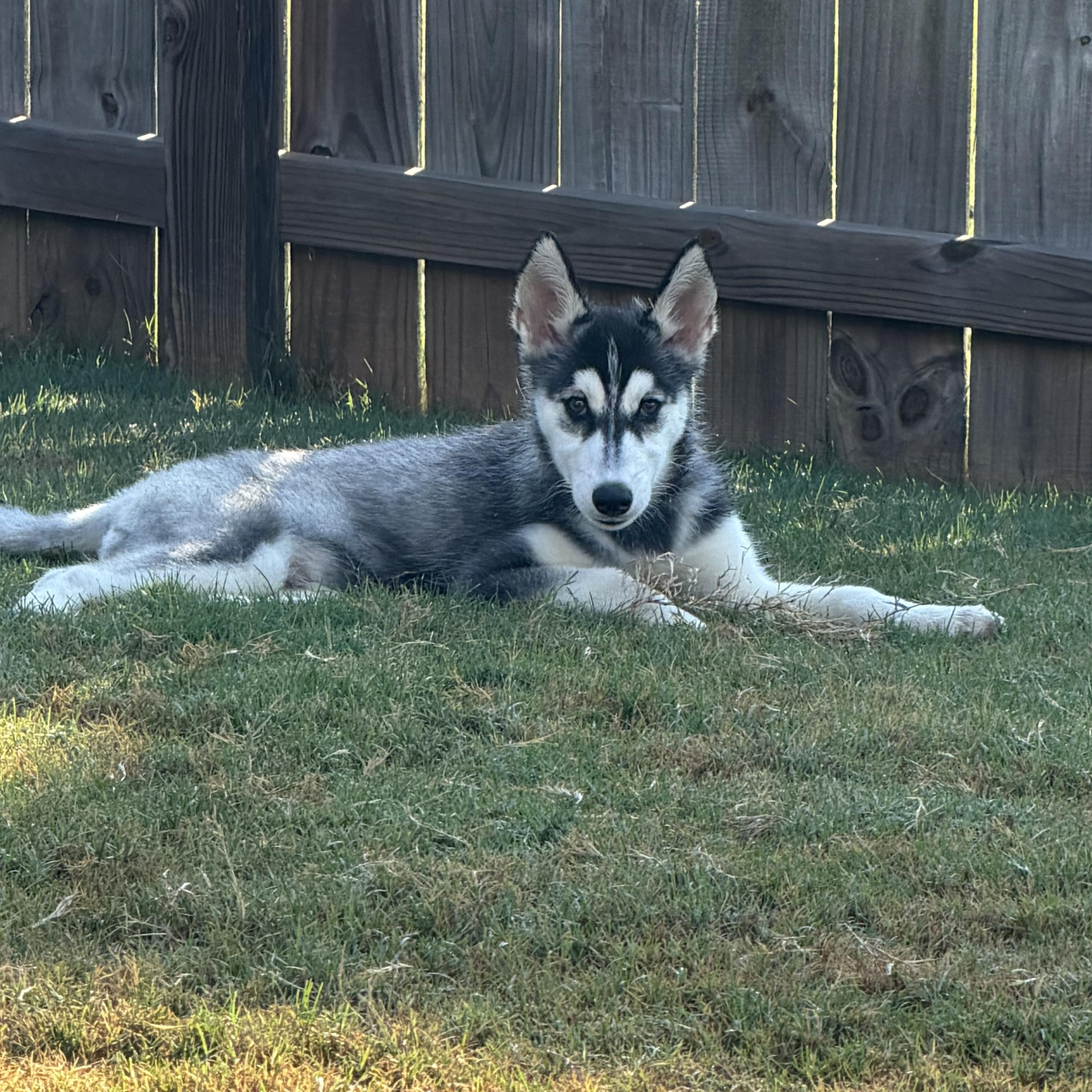 Enlarge Rocky, a ADOPTABLE Siberian Husky in Jasper, GA image 3/6