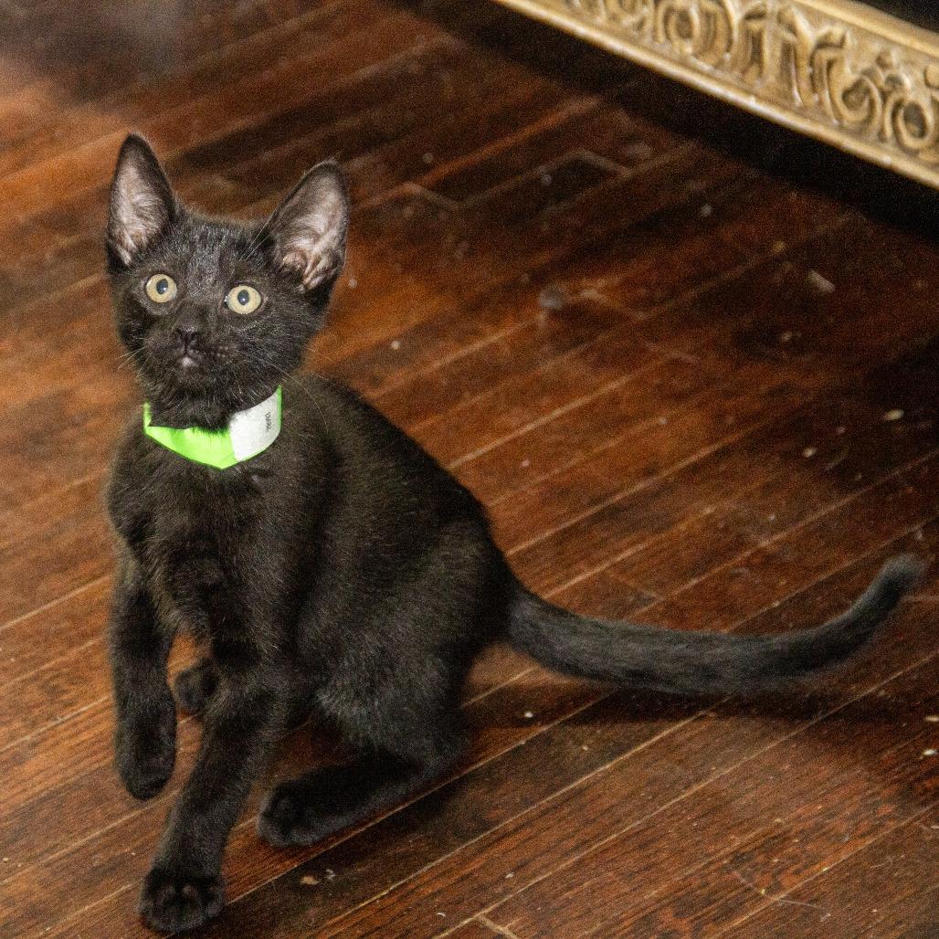 Mitochondria, Adoptable, Kitten Male Domestic Short Hair.