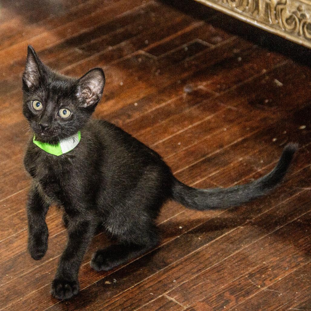 Enlarge Mitochondria, a Adoptable Domestic Short Hair in Wichita, KS image 2/6