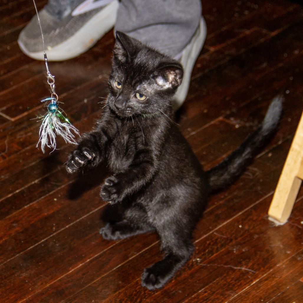 Enlarge Mitochondria, a Adoptable Domestic Short Hair in Wichita, KS image 3/6