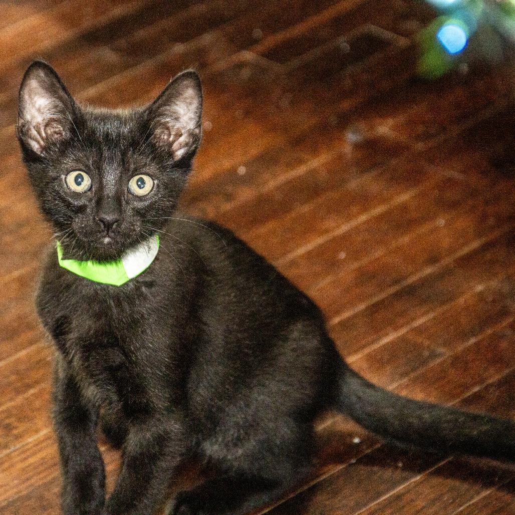 Enlarge Mitochondria, a Adoptable Domestic Short Hair in Wichita, KS image 4/6