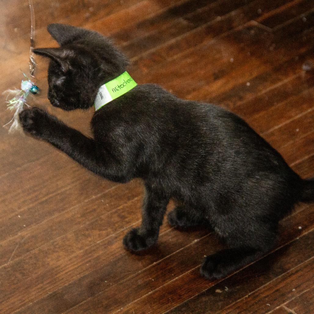 Enlarge Mitochondria, a Adoptable Domestic Short Hair in Wichita, KS image 5/6