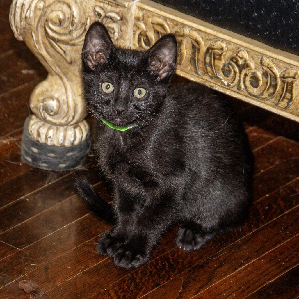 Enlarge Mitochondria, a Adoptable Domestic Short Hair in Wichita, KS image 6/6