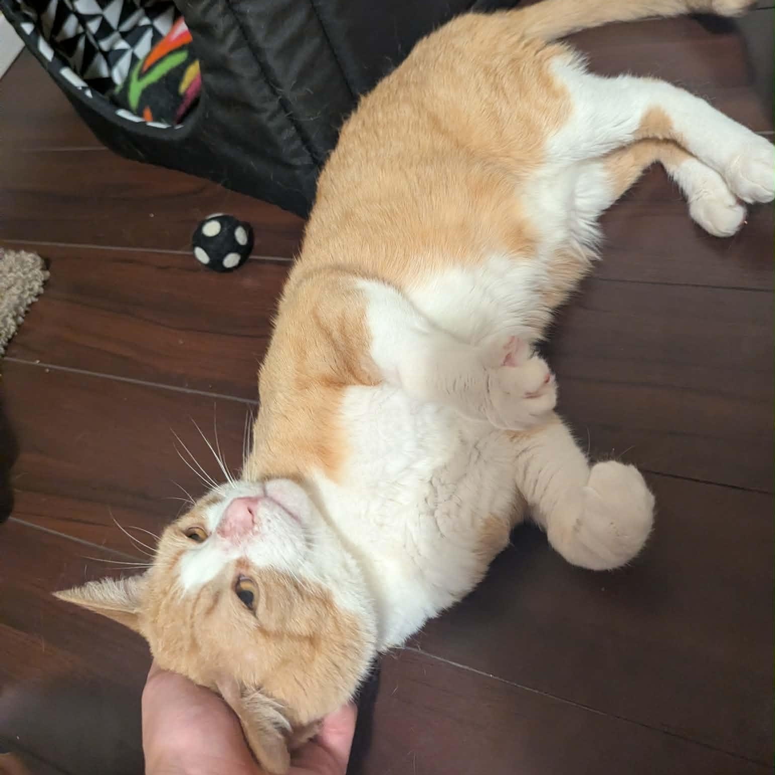 Enlarge Scotty, a Adopted Tabby in Toronto, ON image 1/5