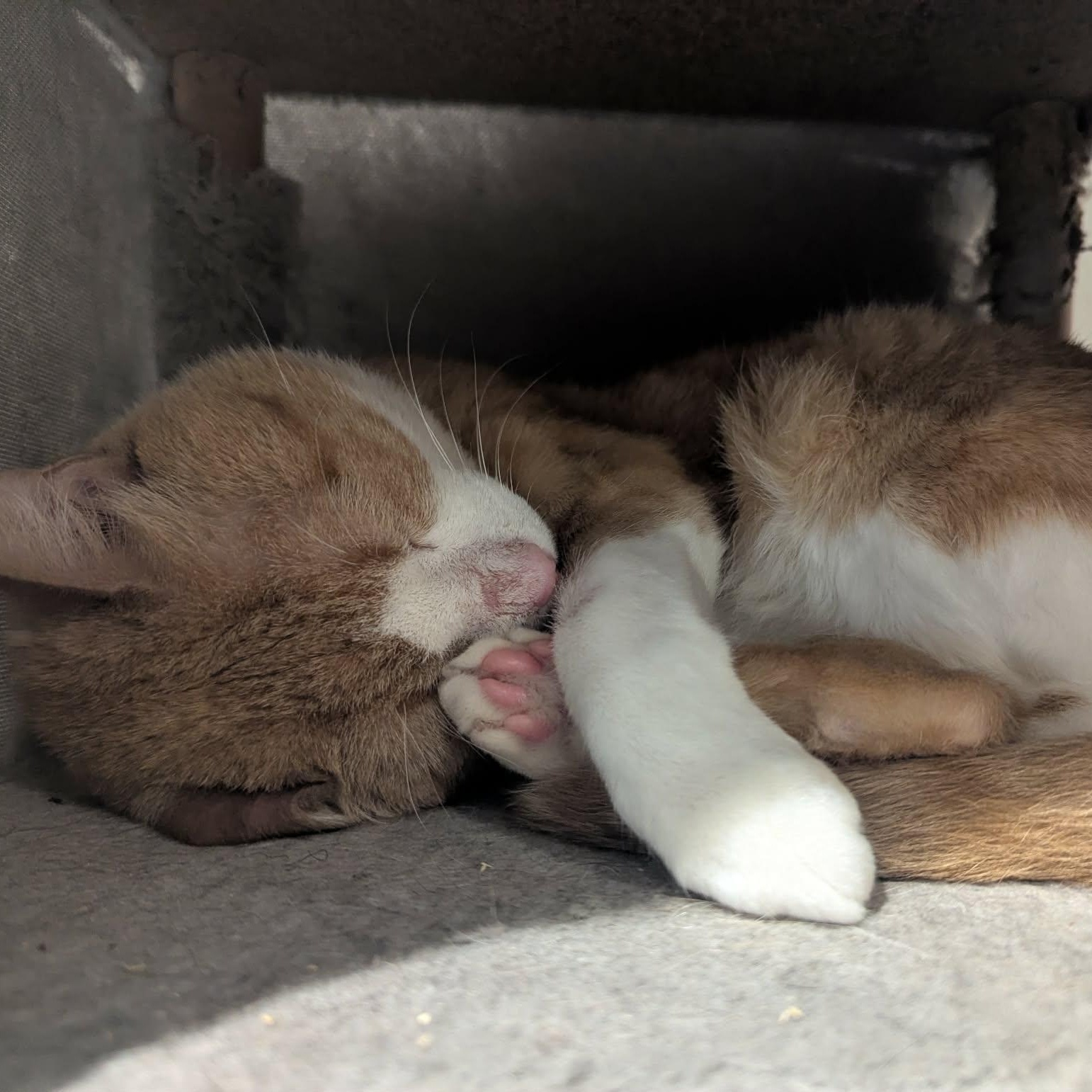 Enlarge Scotty, a Adopted Tabby in Toronto, ON image 2/5