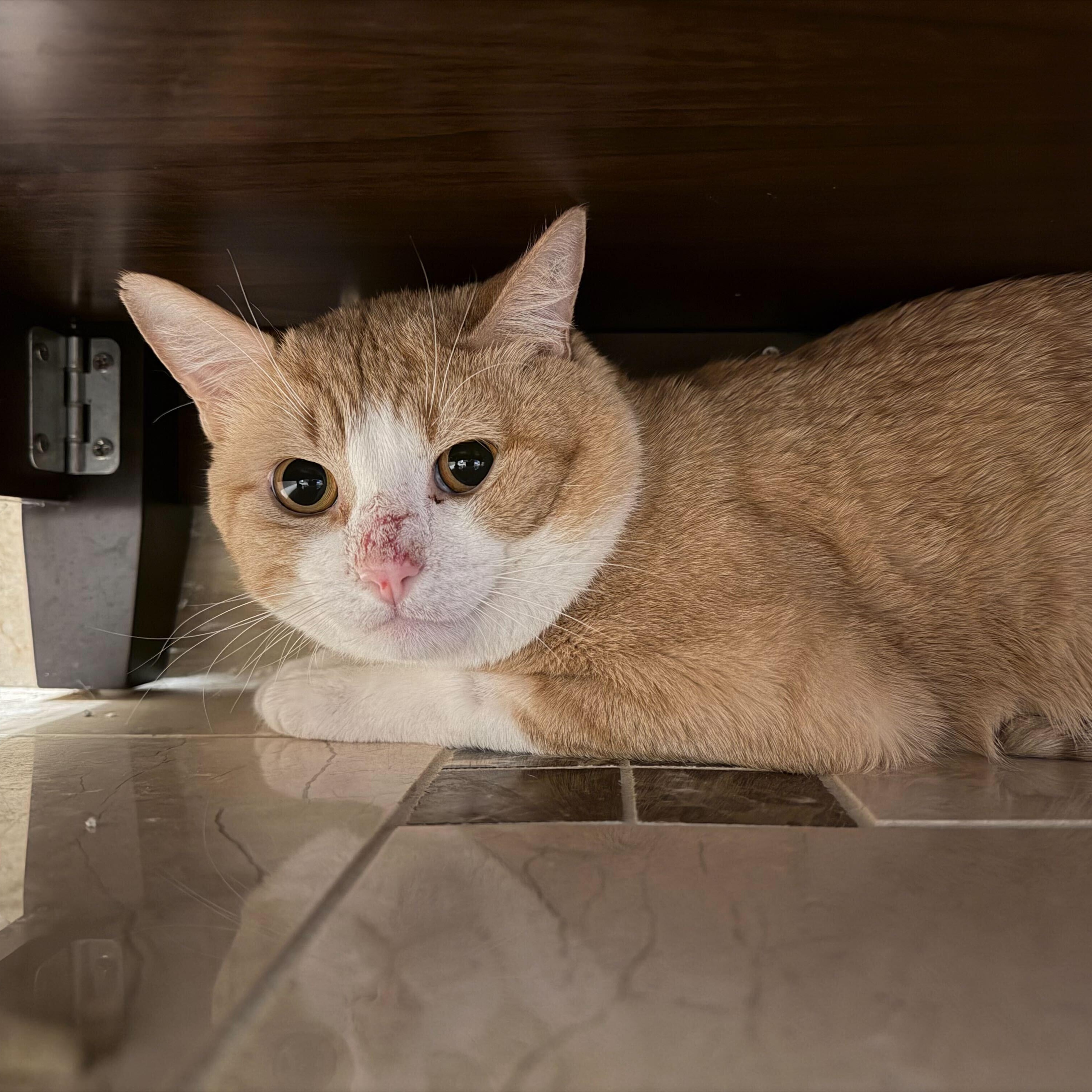 Enlarge Scotty, a Adopted Tabby in Toronto, ON image 3/5
