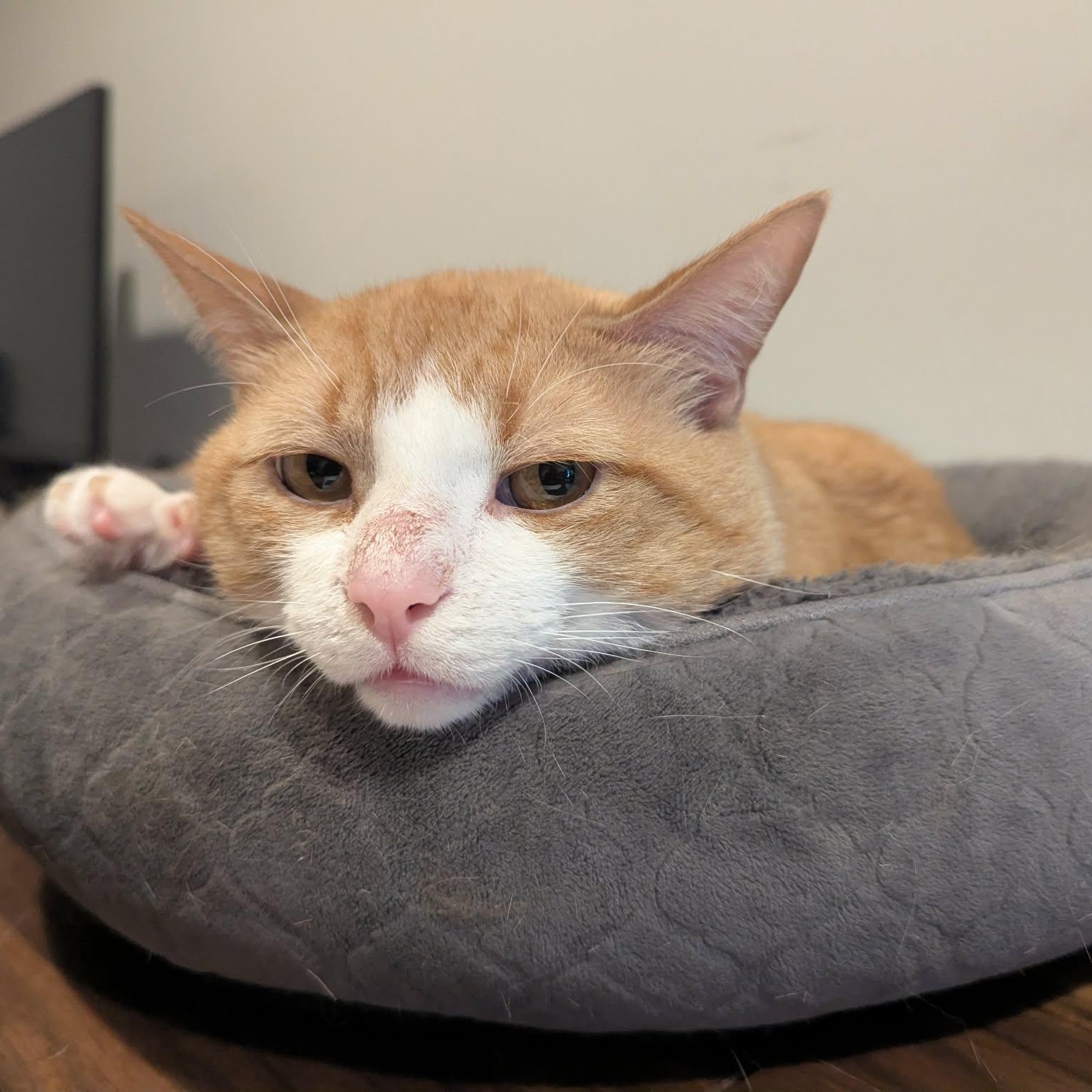 Enlarge Scotty, a Adopted Tabby in Toronto, ON image 5/5