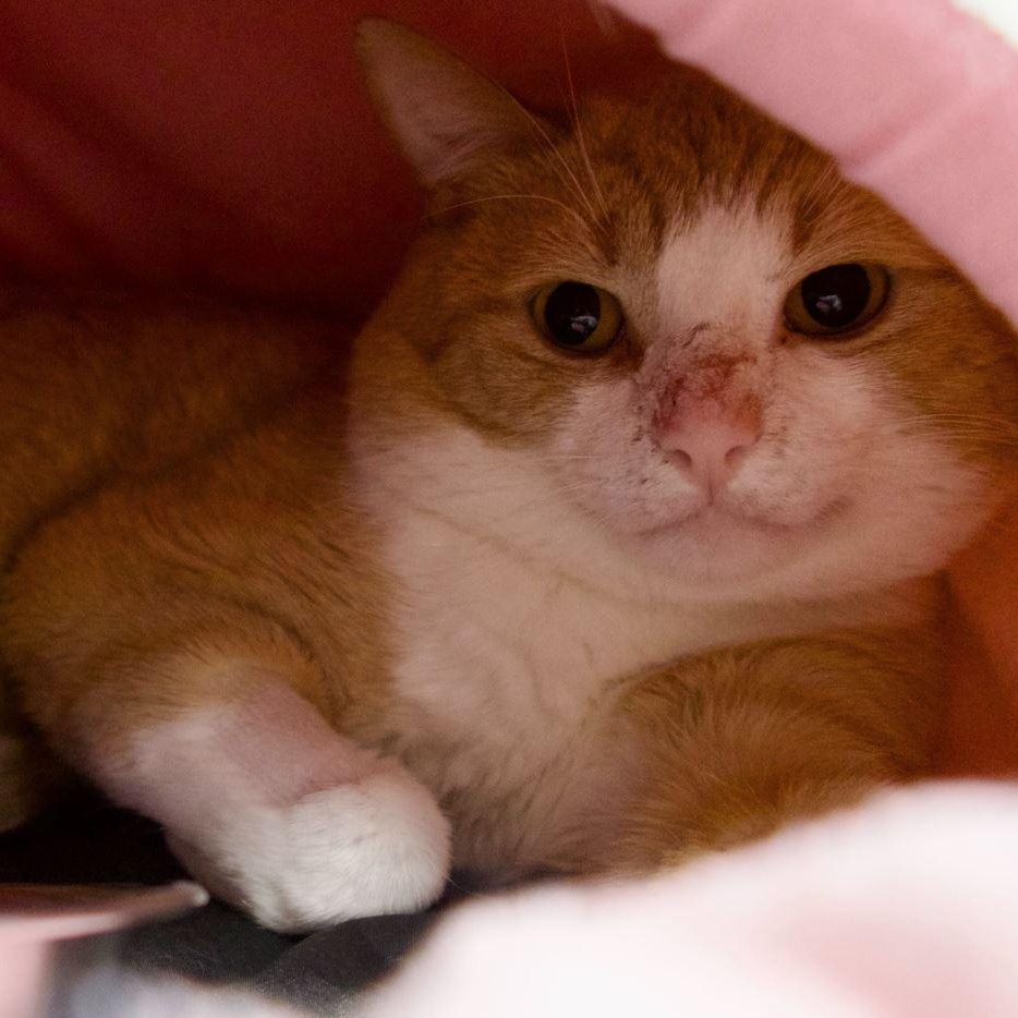 Enlarge Scotty, a Adopted Tabby in Toronto, ON image 4/5
