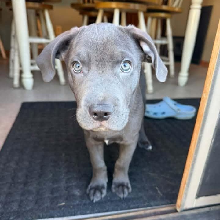 Enlarge Julio, a Adopted mixed breed in Racine, WI image 2/3
