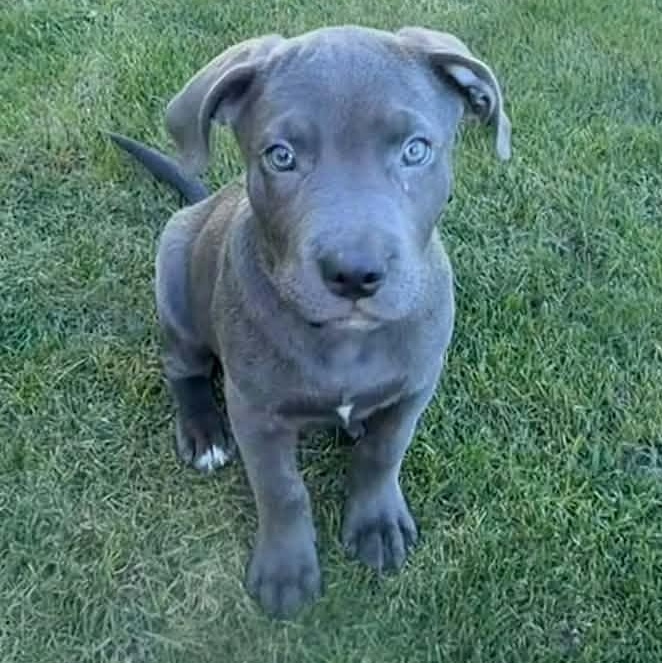 Julio, Adopted, Young Male Pit Bull Terrier & Labrador Retriever.