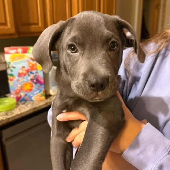Enlarge Julio, a Adopted mixed breed in Racine, WI image 3/3