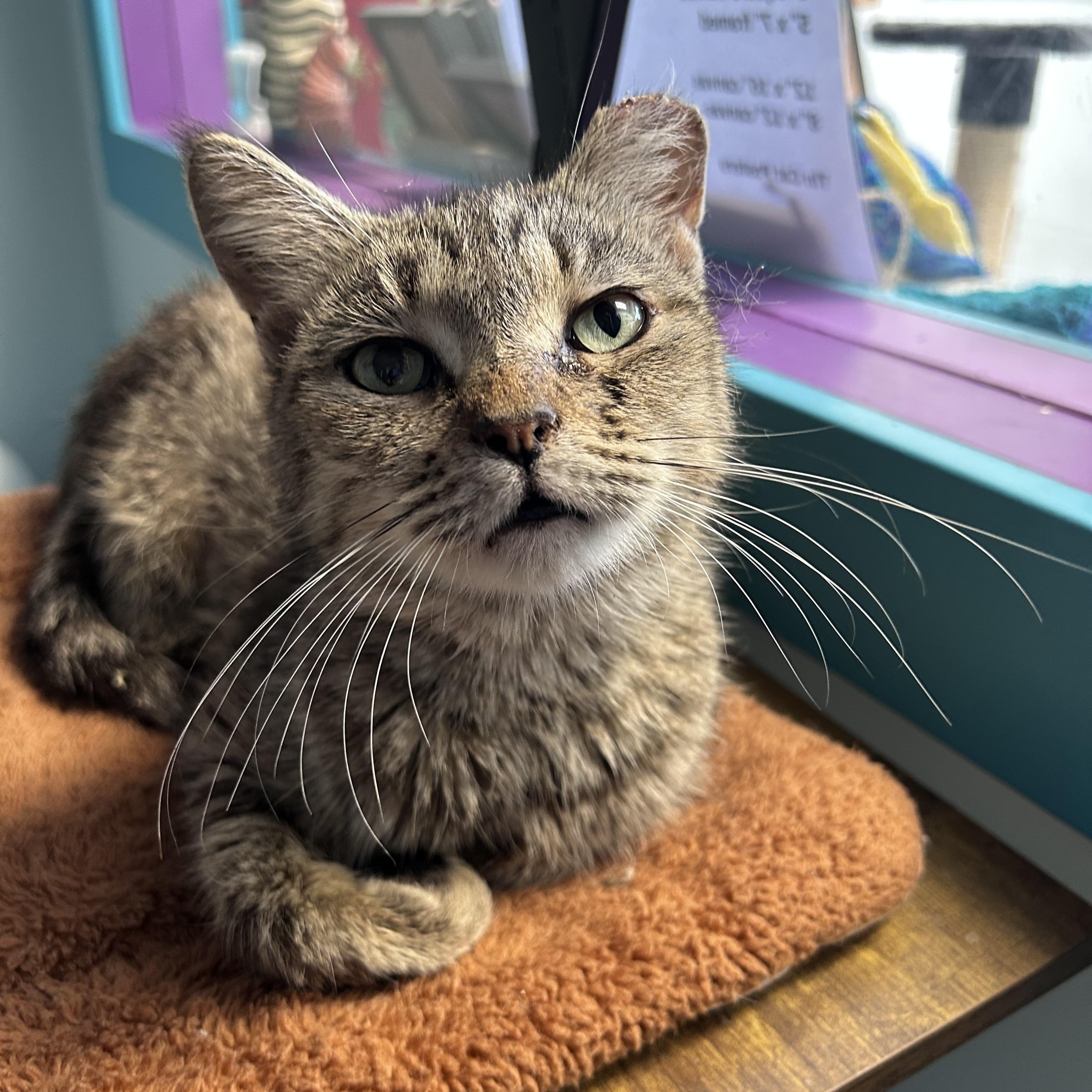 Enlarge Appletini - CHOW HOUND, a Adoptable Tabby in Grand Rapids, MI image 3/6