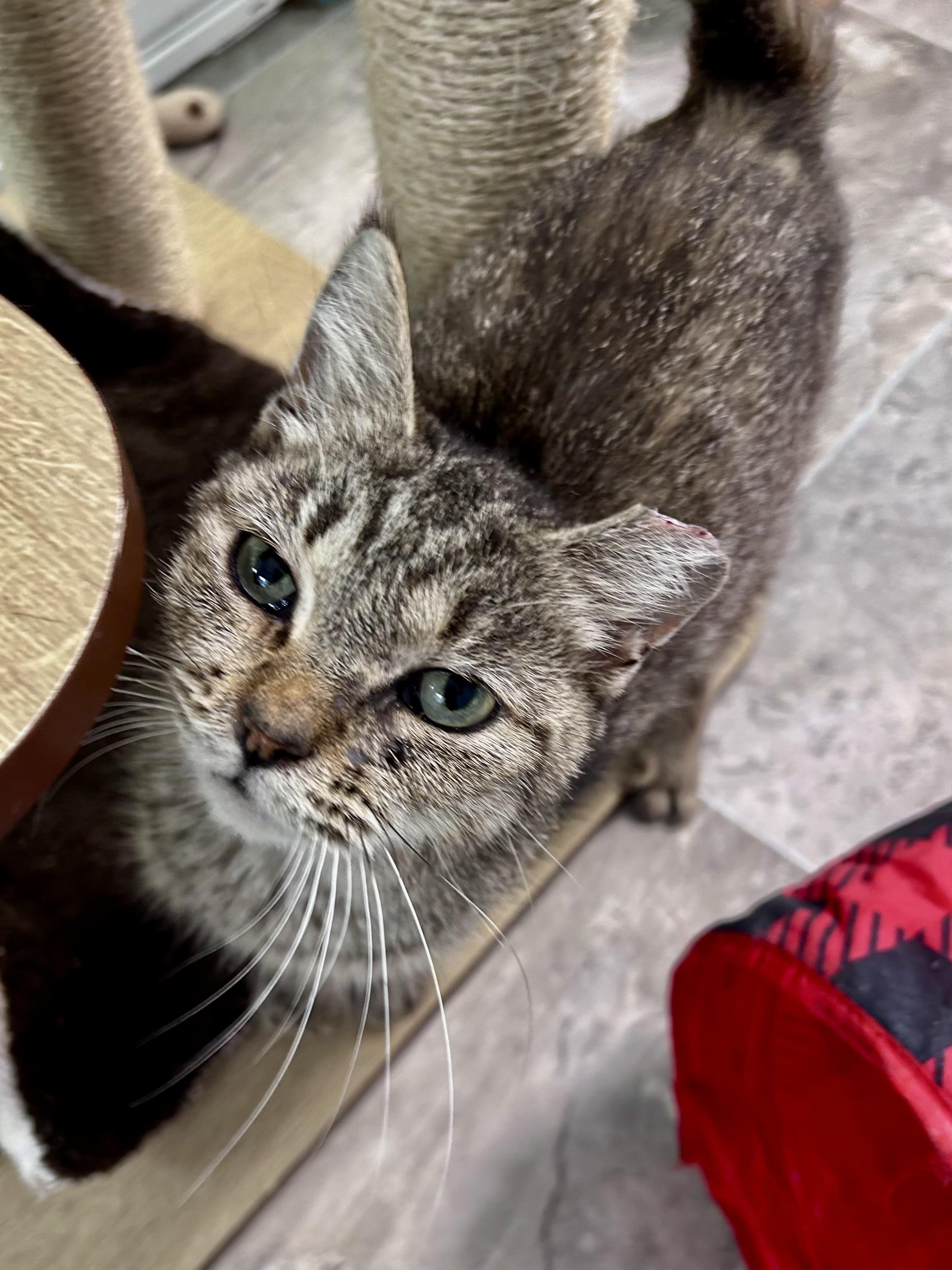 Enlarge Appletini - CHOW HOUND, a Adoptable Tabby in Grand Rapids, MI image 4/6